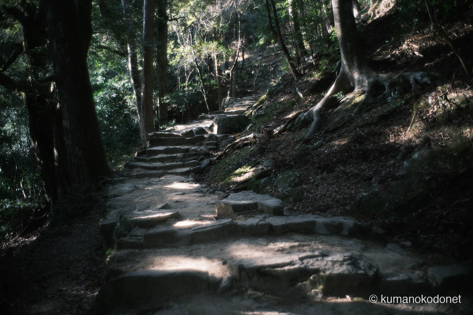 崖を這うように続く石段。木漏れ日が足元を照らす、神域の中腹の情景。｜ Kamikura Jinja, Shingu, Wakayama ｜ FUJIFILM GFX Classic Neg. ｜ 2026