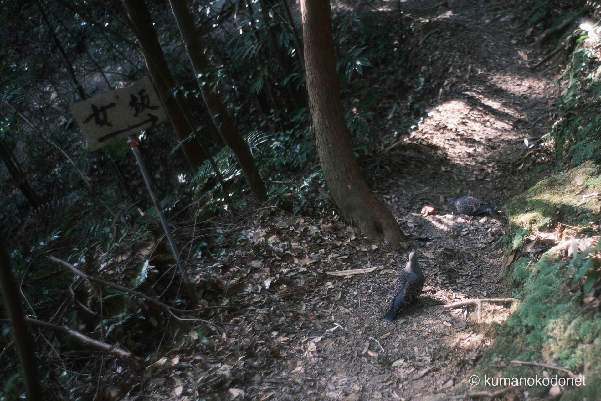 緩やかな女坂で羽を休めるキジバト。険しい石段とは対照的な、日常の風景。｜ Kamikura Jinja, Shingu, Wakayama ｜ FUJIFILM GFX Classic Neg. ｜ 2026