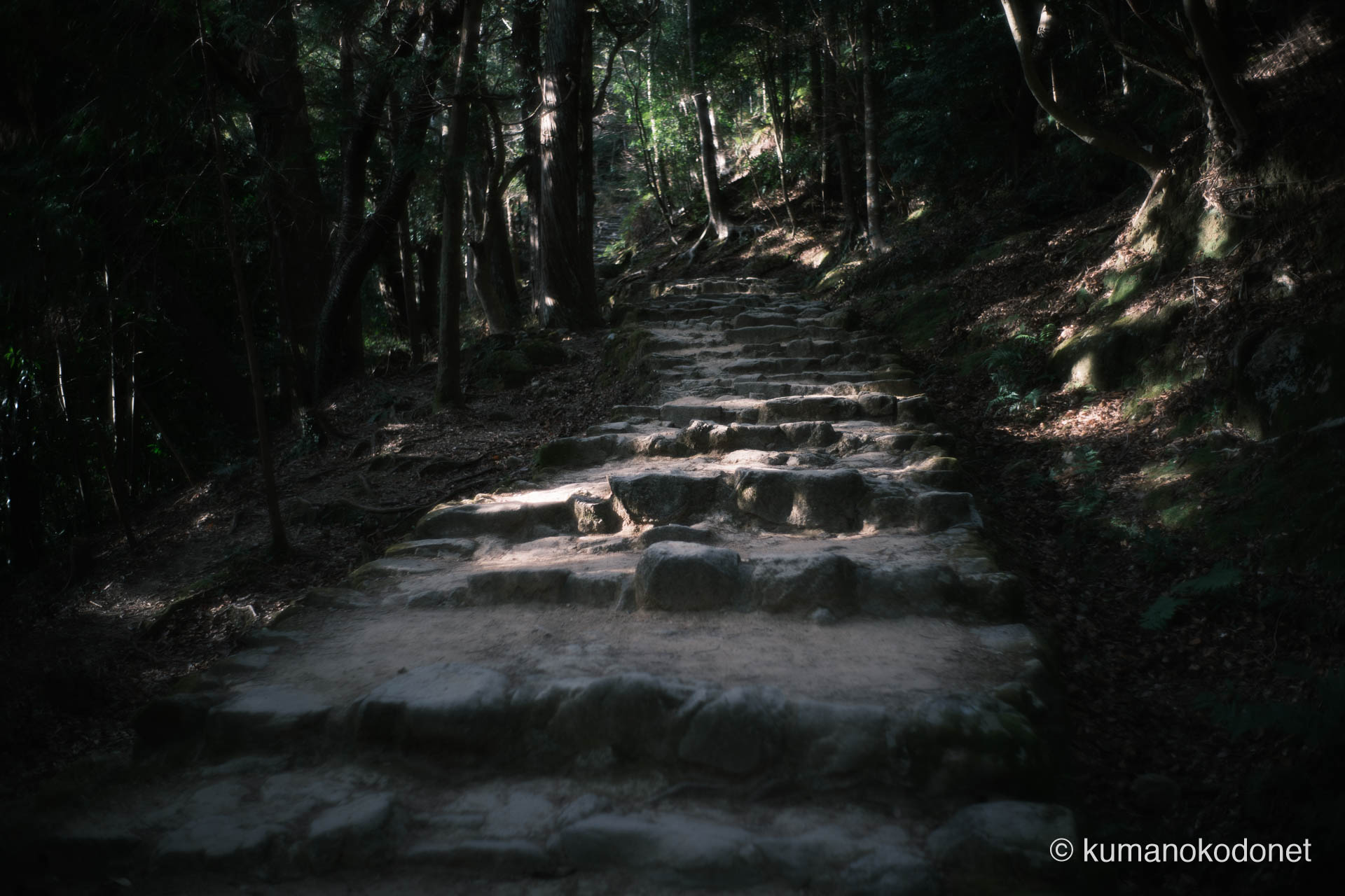 不揃いな自然石が続く中腹の石段。一段ずつ己の足跡を刻み、過酷な道程を登る。新宮市にて。 | Kamikura Jinja, Shingu, Wakayama | GFX Classic Neg. | 2026