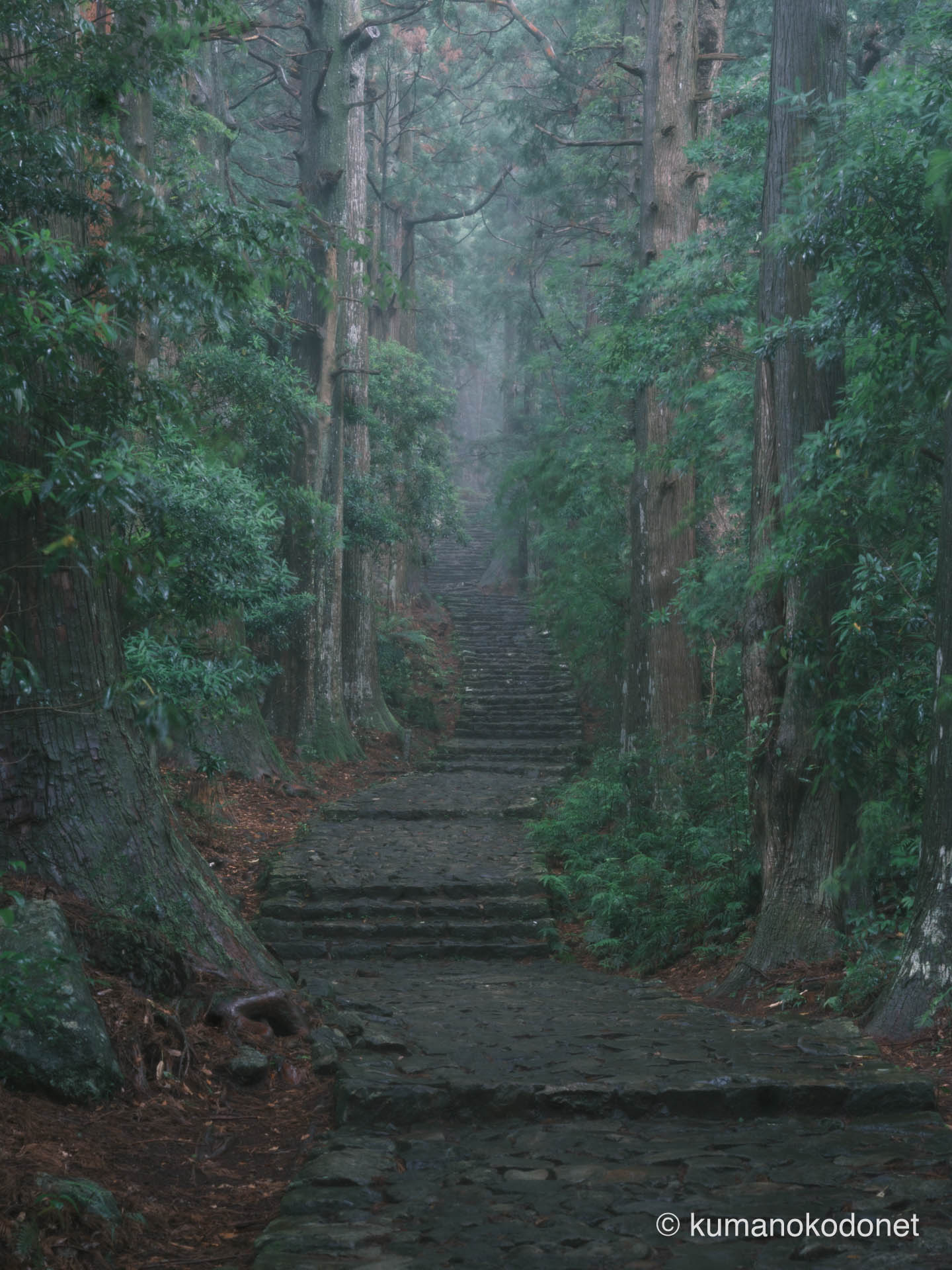 霧が立ち込める大門坂の石畳。世界遺産・熊野古道の神秘的な空気感。| Daimonzaka, Nachikatsuura, Wakayama | FUJIFILM GFX Classic Neg. | 2025