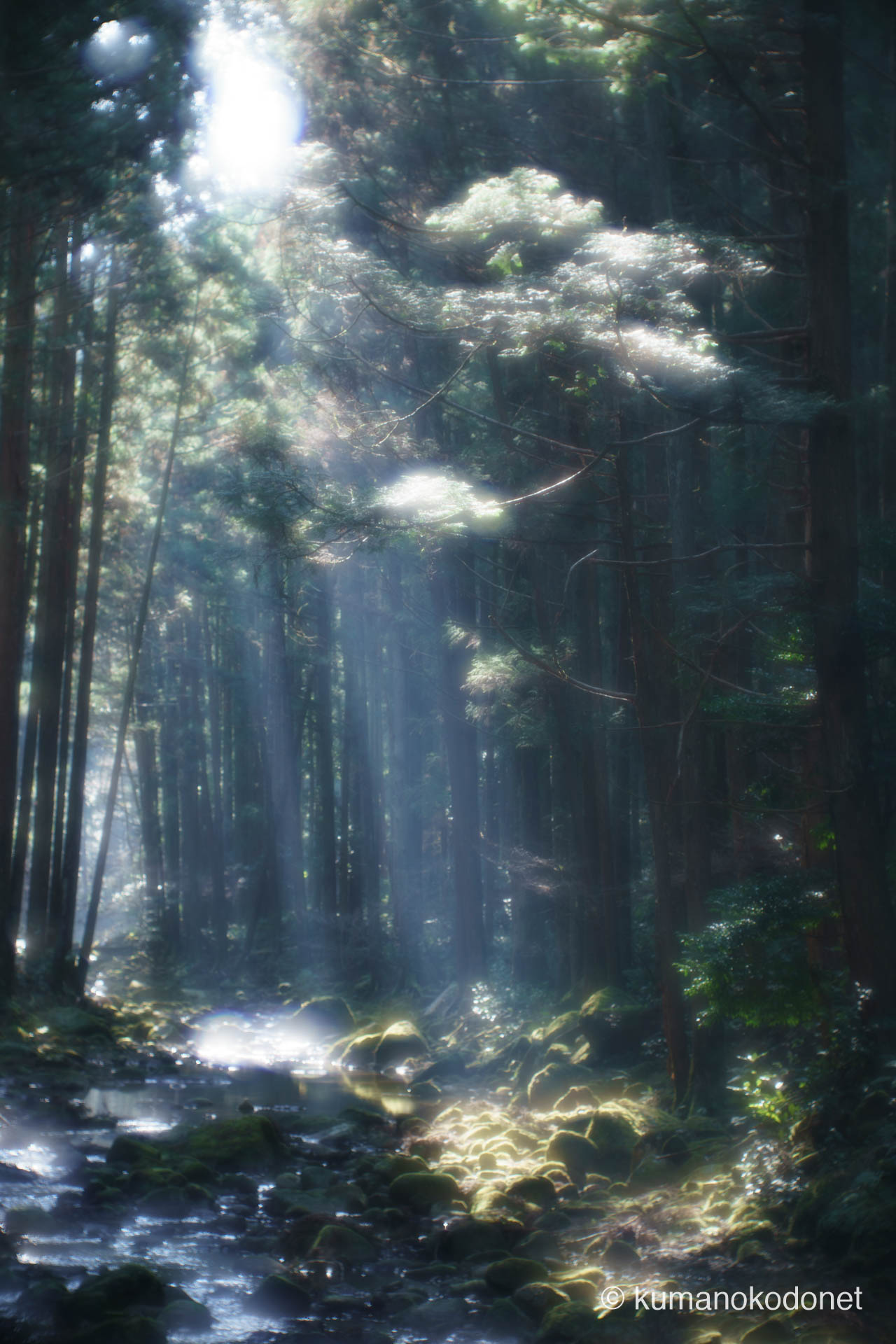 桑ノ木渓谷 | 和歌山県新宮市 | 木々の隙間から差し込む光芒と渓流 | 2026 | KVA