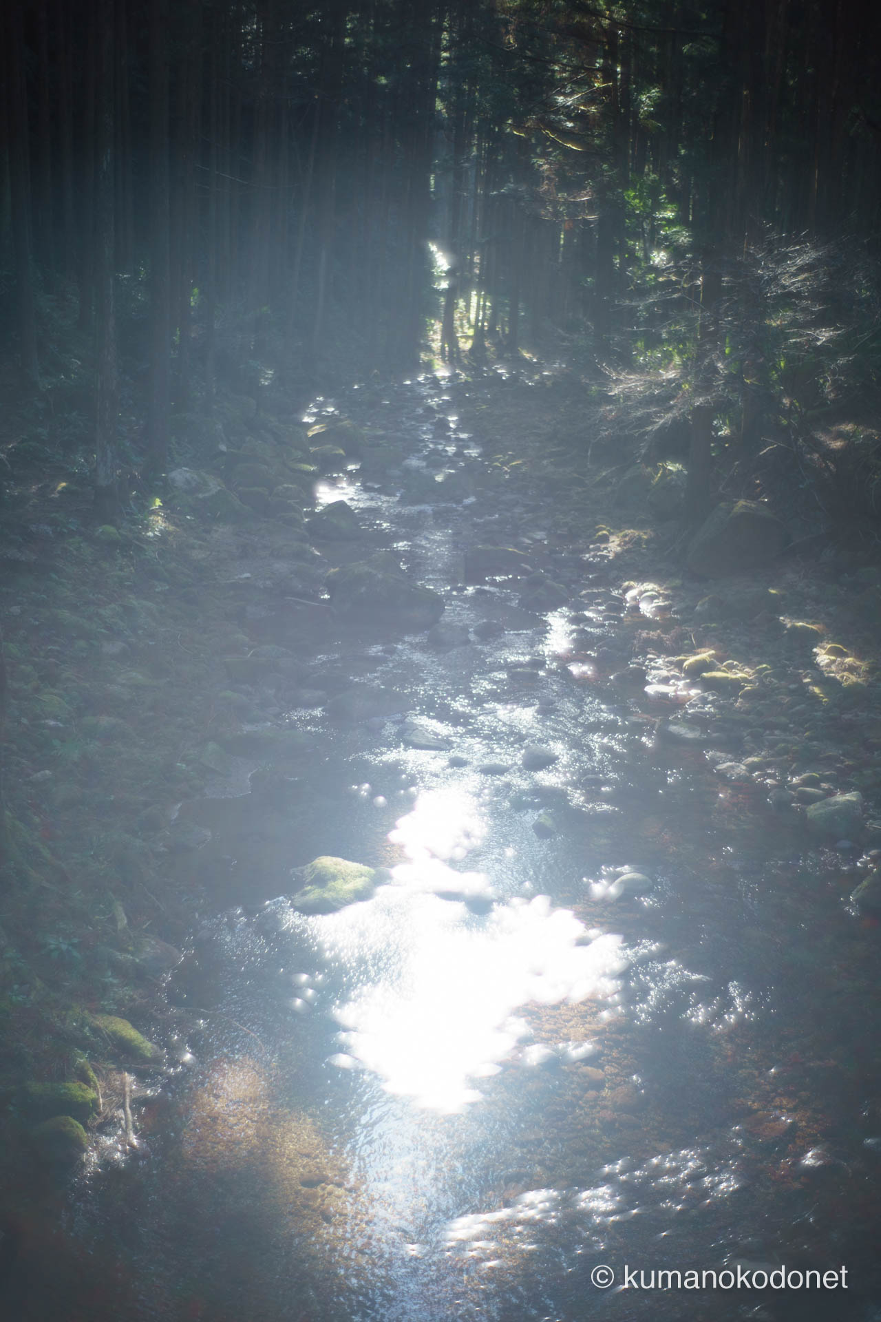 希望を映し出す桑の木谷川の光。新宮市の清流が放つ輝きと高精細な解像感。｜ Kuwanokidanigawa River, Shingu, Wakayama ｜ SONY α7 ｜ 2026