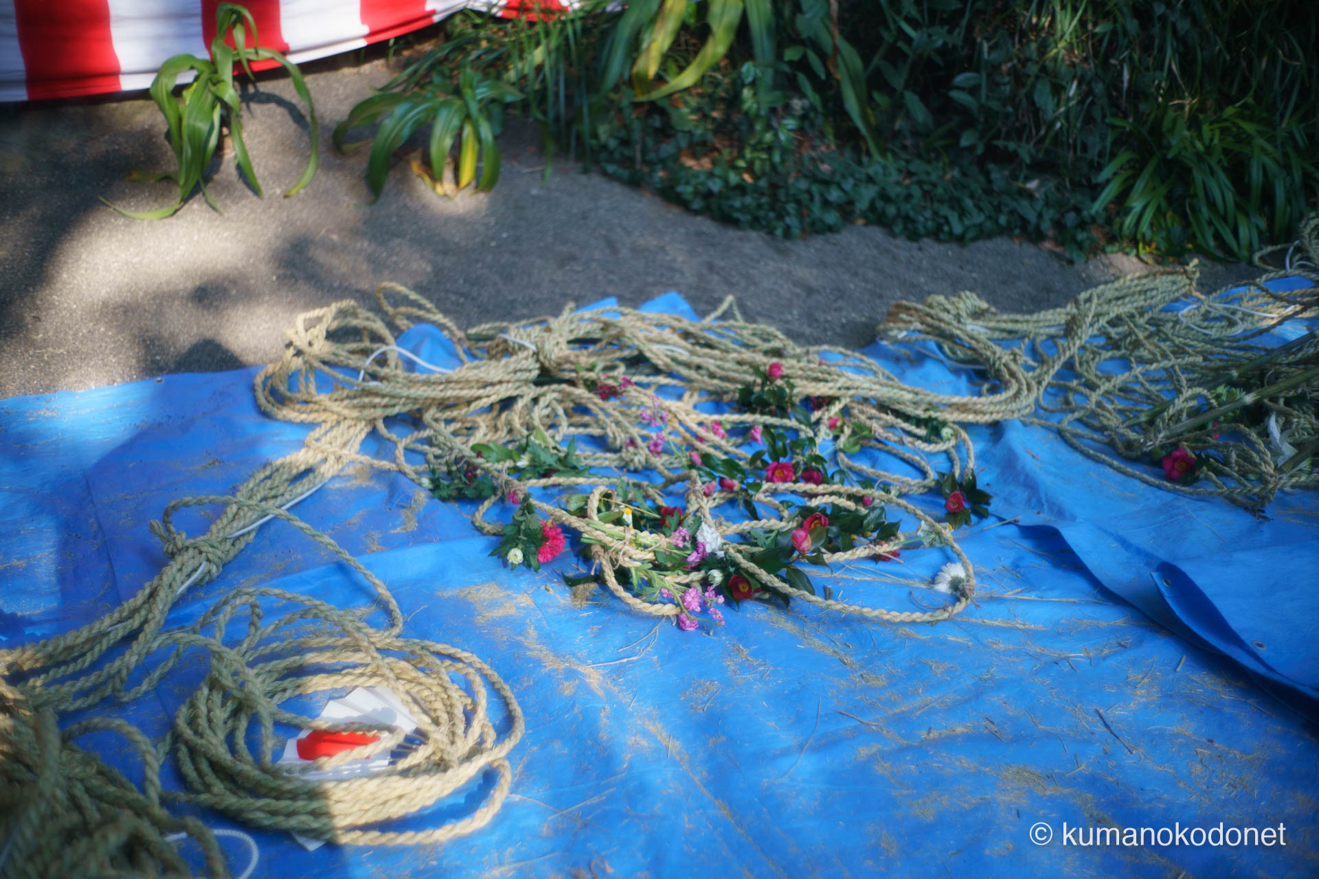 花の窟神社 お綱掛け神事 ｜ 三重県熊野市 ｜ 準備のために配置された三流の幡と寒椿 ｜ 2026 ｜ KVA