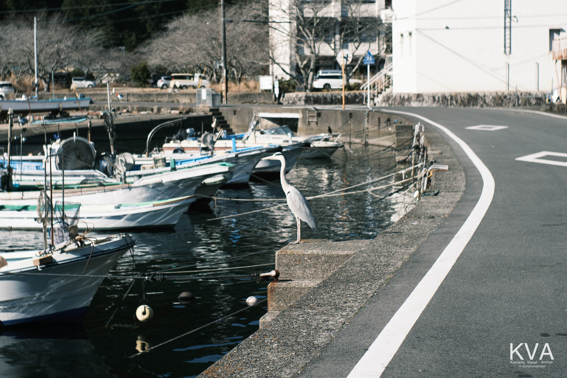 ガードレールのない九鬼漁港沿いの道路とアオサギ
