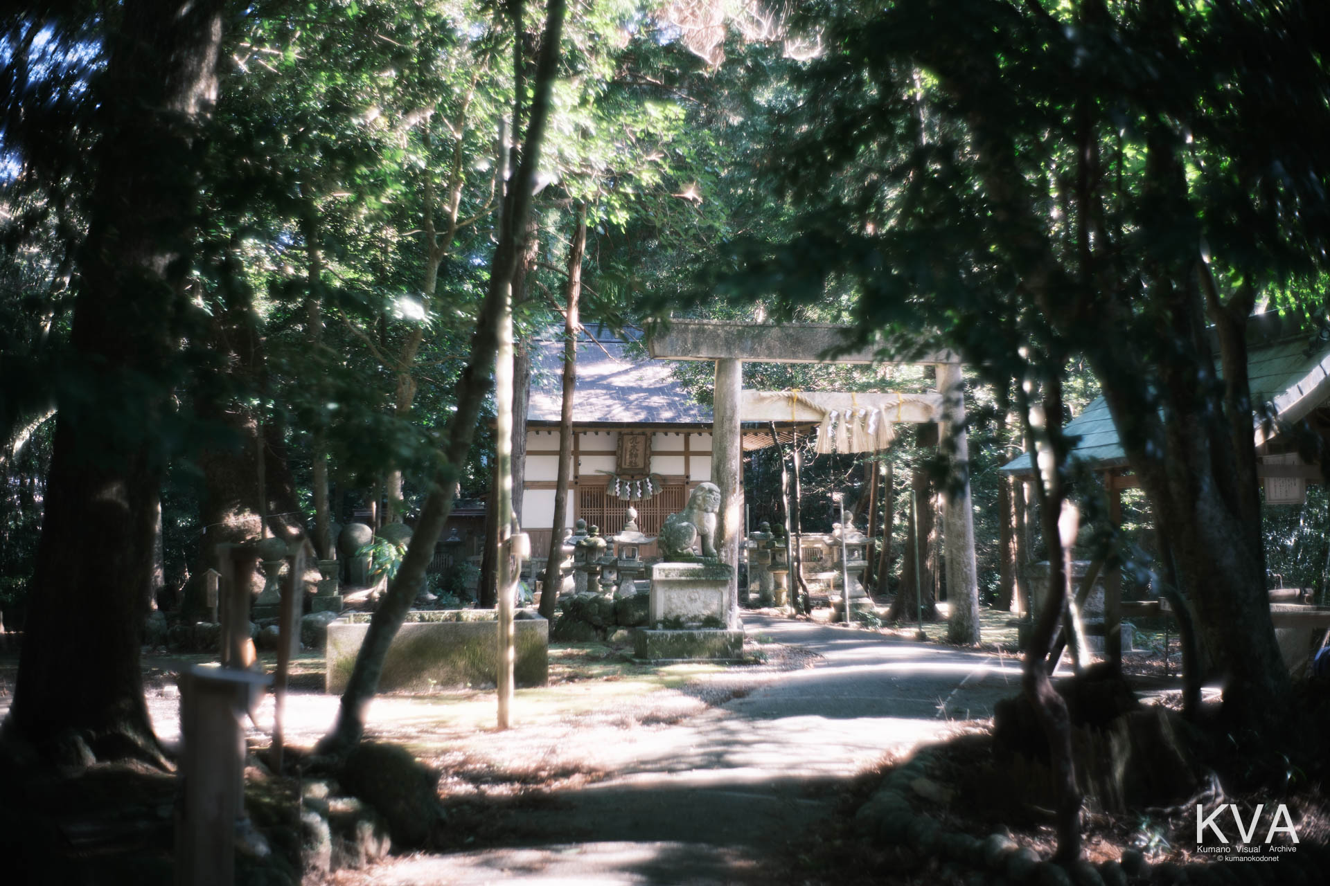 木漏れ日が差し込む原生林の参道と鳥居