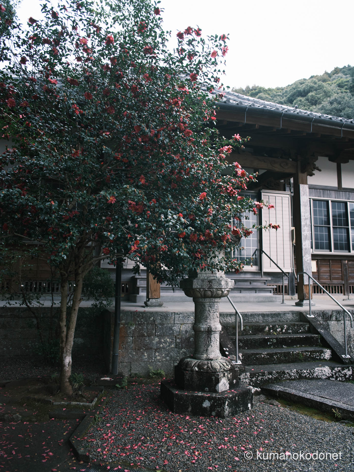 真巌寺 ｜ 三重県尾鷲市九鬼町 ｜ 境内に咲く寒椿と風化した石灯籠 ｜ 2026 ｜ KVA