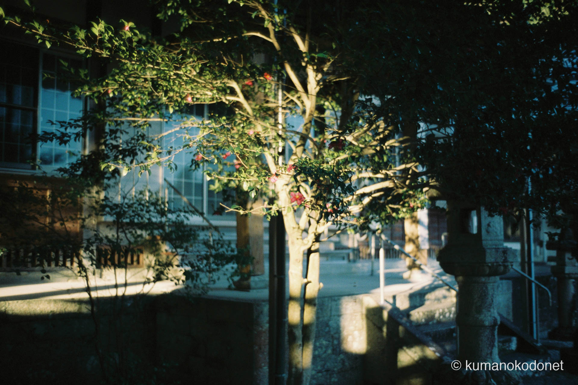 真巌寺 ｜ 三重県尾鷲市九鬼町 ｜ 冬の日差しの中で咲く赤い寒椿 ｜ 2026 ｜ KVA