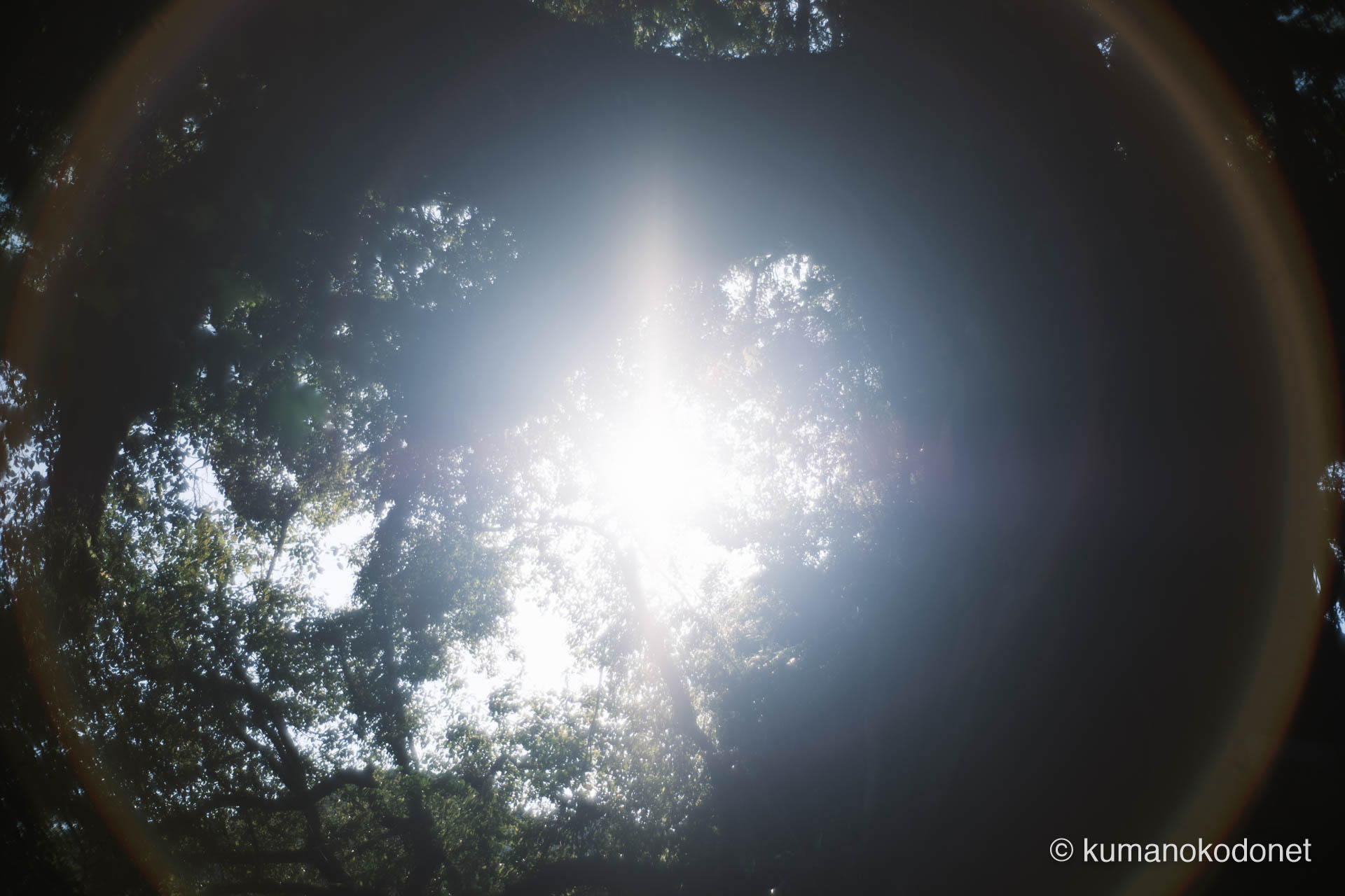 真巌寺 ｜ 三重県尾鷲市九鬼町 ｜ 巨木のクスノキの梢から差し込む陽光 ｜ 2026 ｜ KVA
