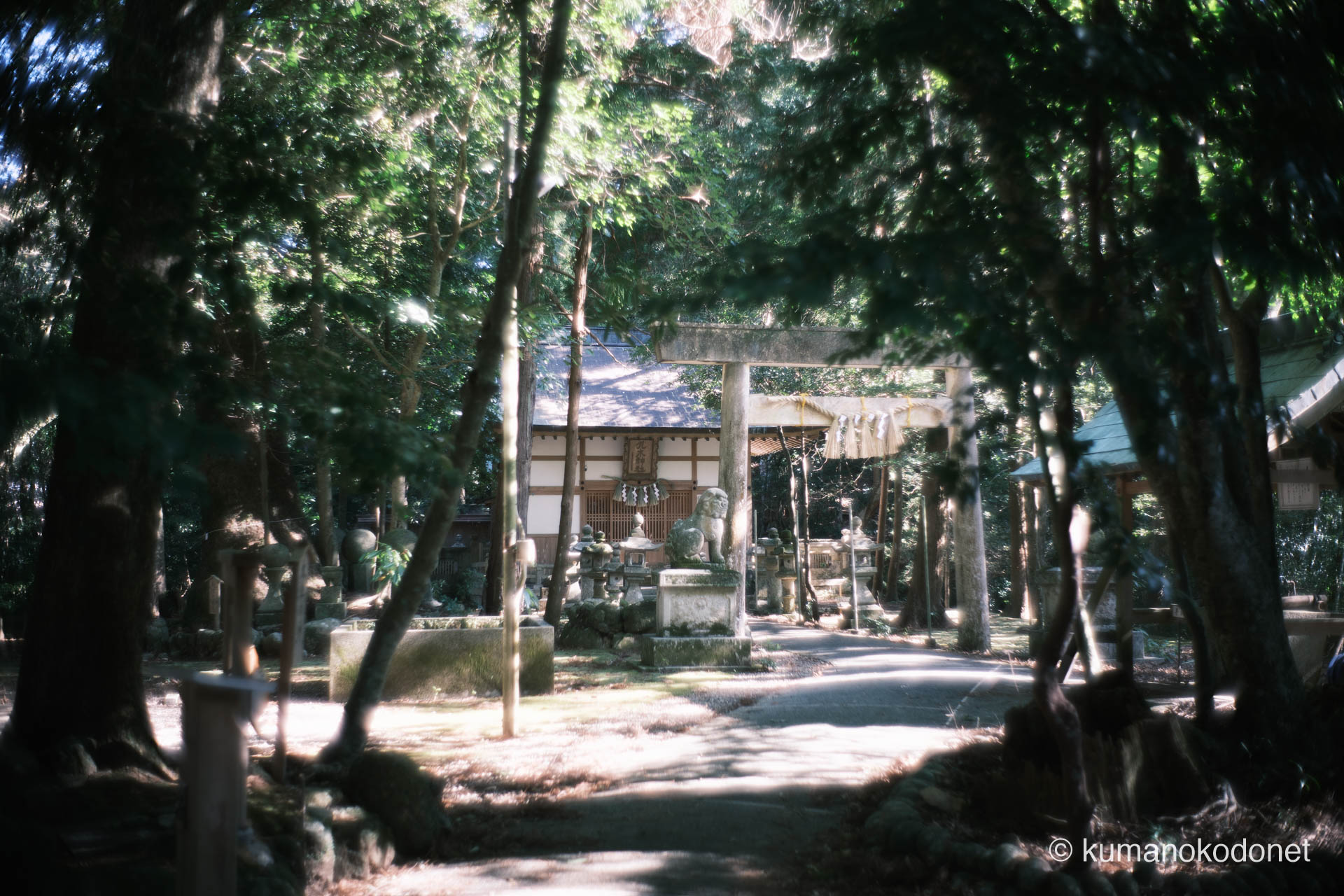九木神社 ｜ 三重県尾鷲市九鬼町 ｜ 木漏れ日が差し込む原生林の参道と鳥居 ｜ 2026 ｜ KVA