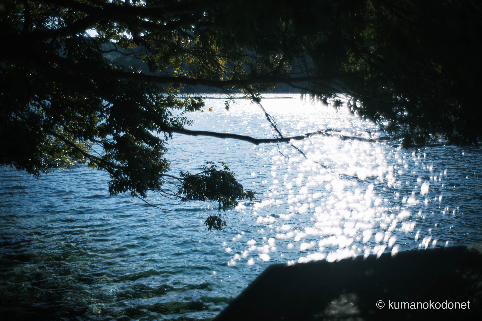 九木神社樹叢 ｜ 三重県尾鷲市 ｜ 天然記念物の森の枝越しに望む九鬼湾 ｜ 2026 ｜ KVA