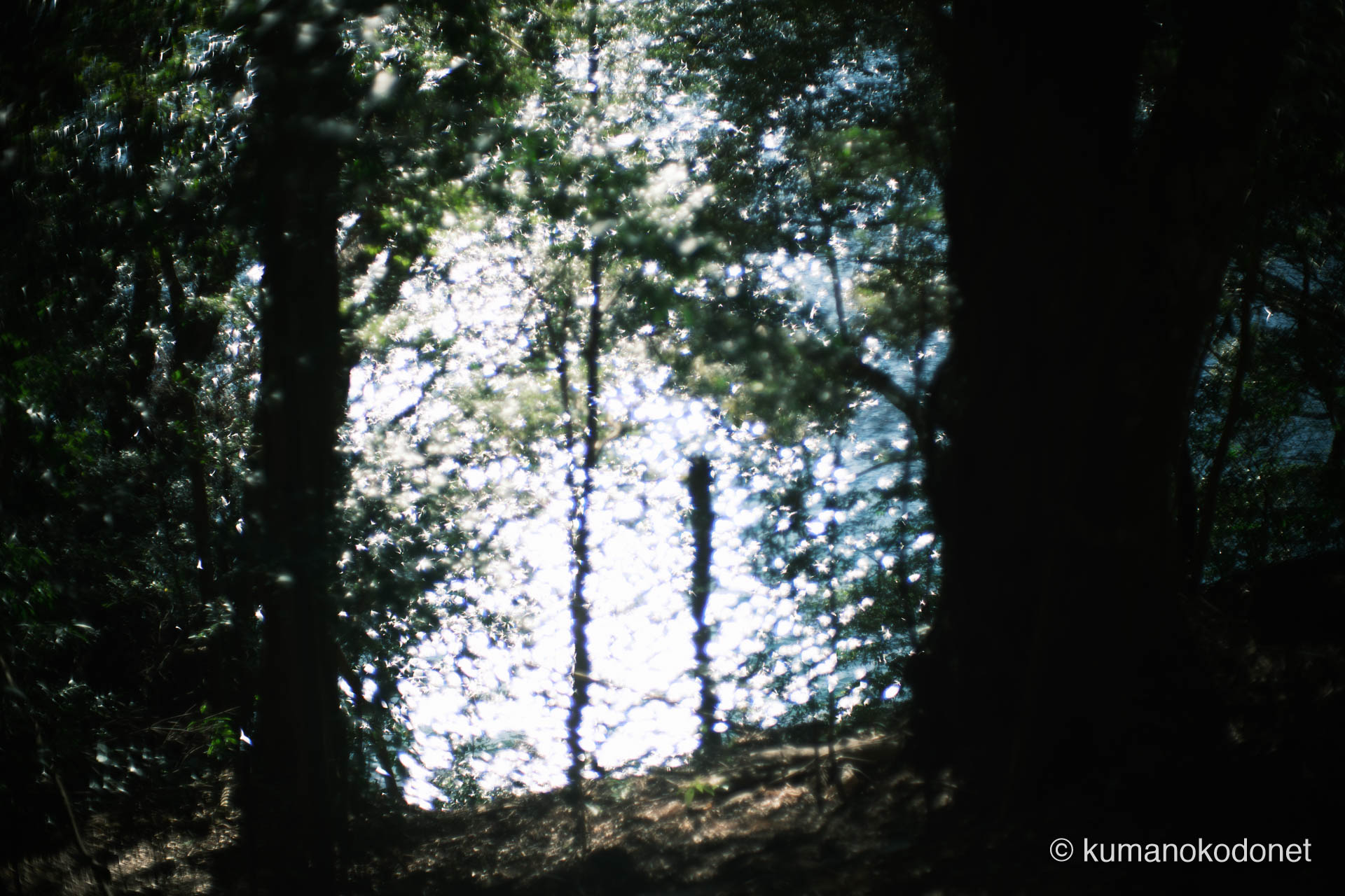 九木神社 ｜ 三重県尾鷲市九鬼町 ｜ 国指定天然記念物「九木神社樹叢」の梢越しに望む海 ｜ 2026 ｜ KVA