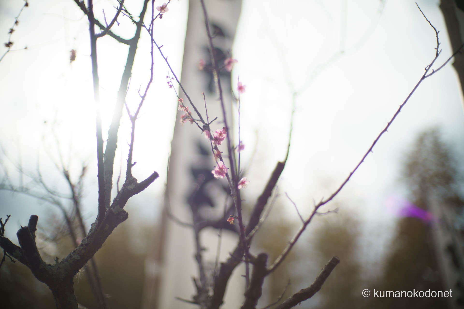 逆光を透過する射場周辺の梅の花