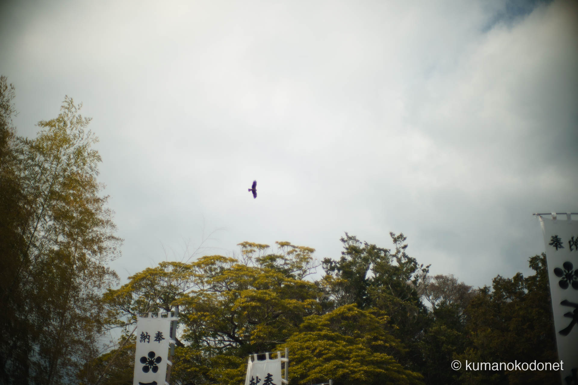 弓行事が行われる那智勝浦の空を優雅に舞う鳶(トビ)。祭りの喧騒と神事の緊張感を見守るかのように旋回する姿が、天満天神社の神域に漂う自然の息吹を感じさせる。| Tenma Tenjinja, Nachikatsuura, Wakayama | SONY α7 | 2026