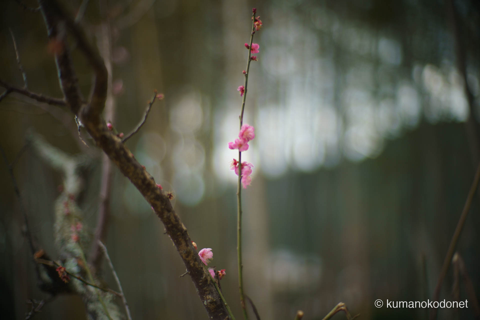 2月の天満天神社の境内に彩りを添える、咲き始めた紅梅の蕾。厳かな神事と獅子舞の熱狂が渦巻く中、春の訪れを静かに告げる自然の営み。紀州の冬の終わりと、新しい季節への期待感を感じさせる、祭りの一景。 | Tenma Tenjinja, Nachikatsuura, Wakayama | SONY α7 | 2026