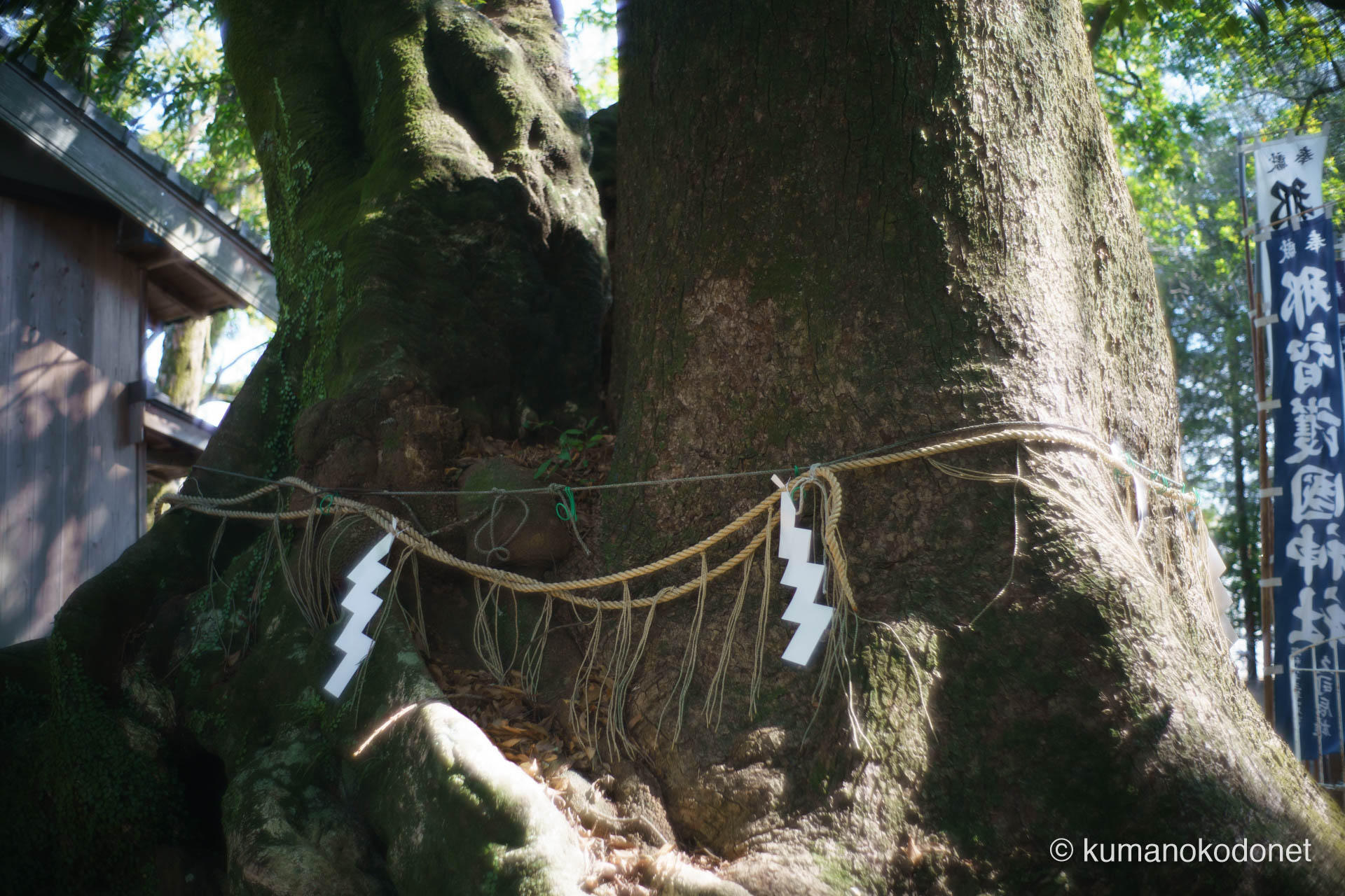 注連縄が張られたクスノキとホルトノキの巨木