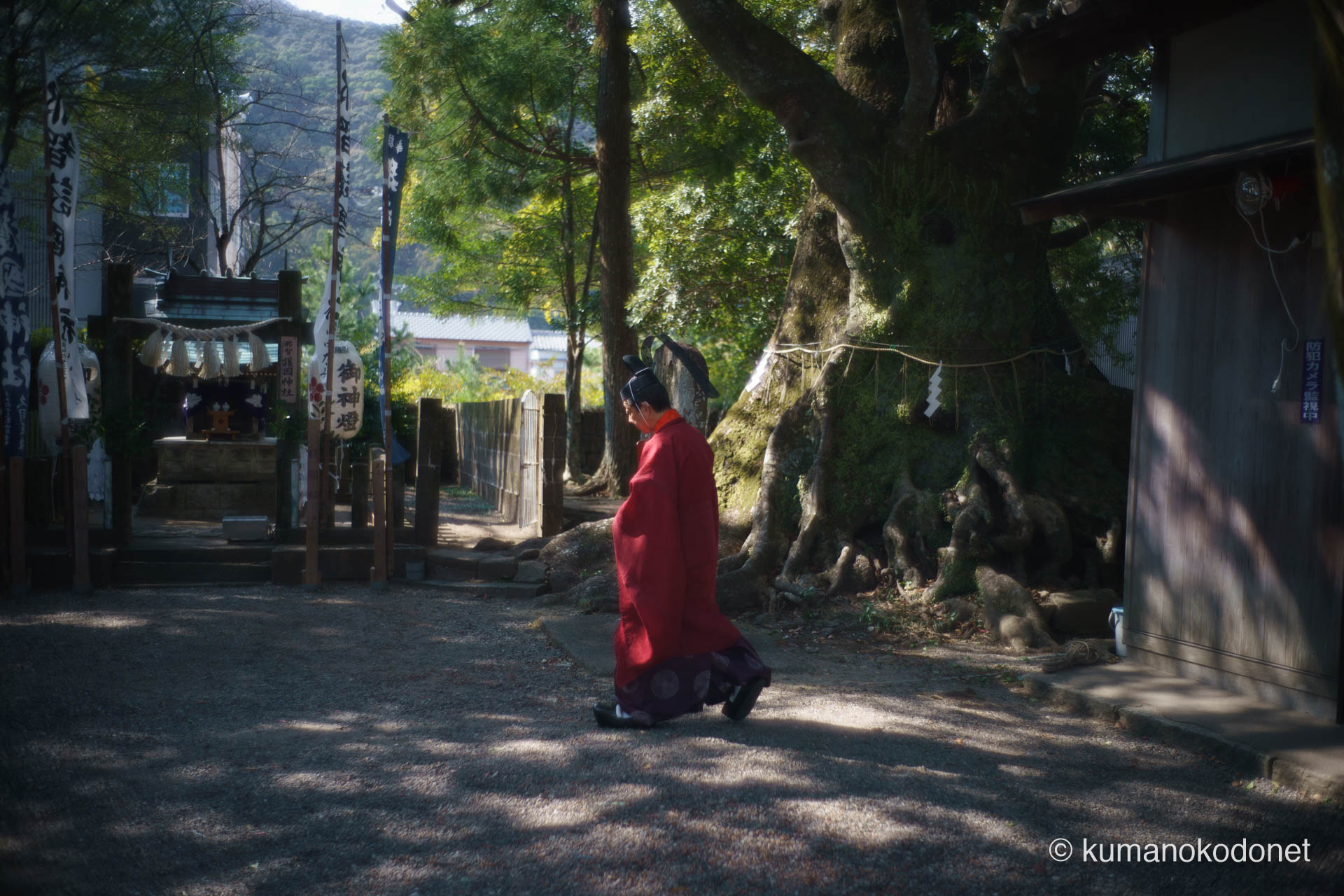 境内の巨木脇を粛々と歩む神職の赤い装束