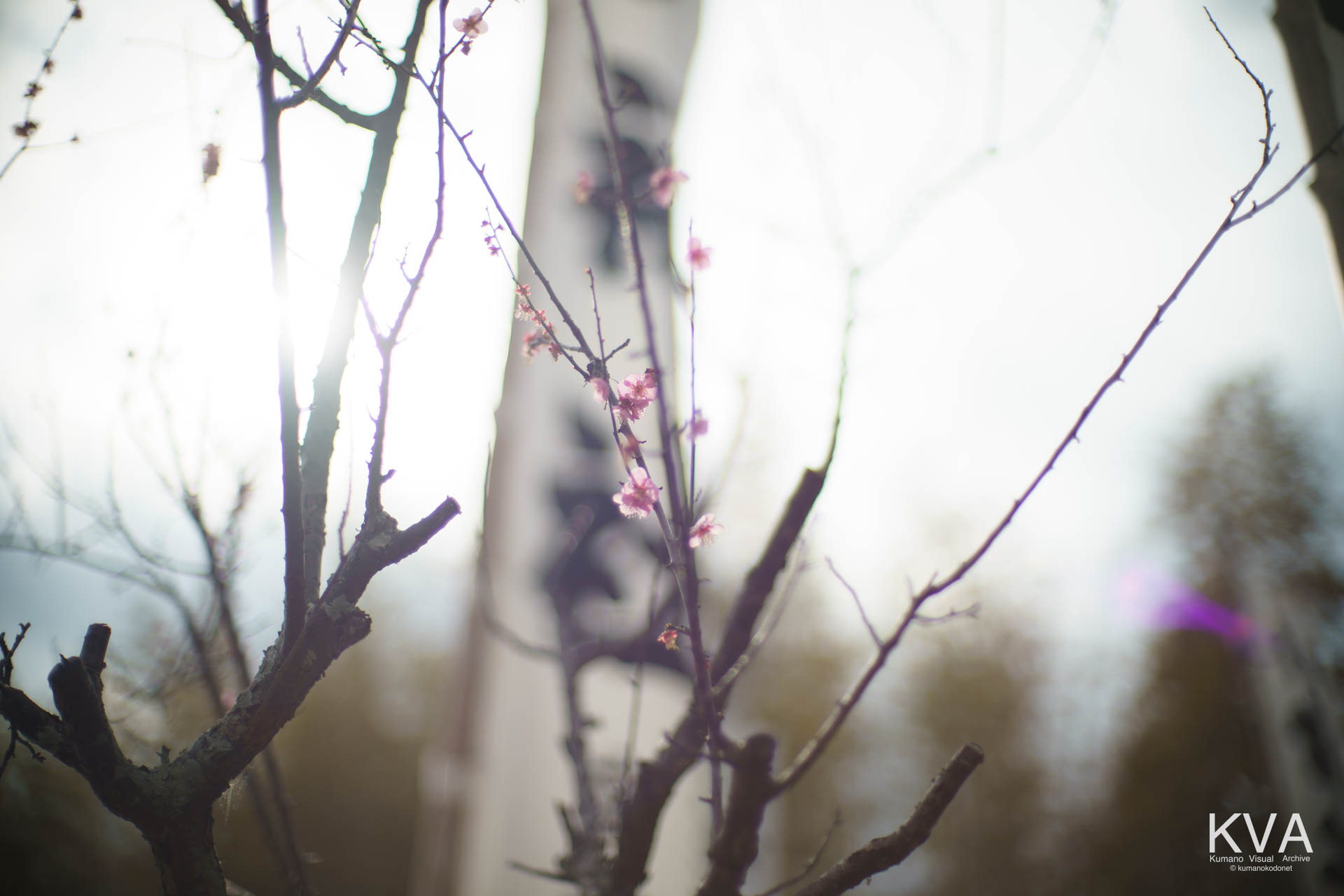 射場周辺の梅の花