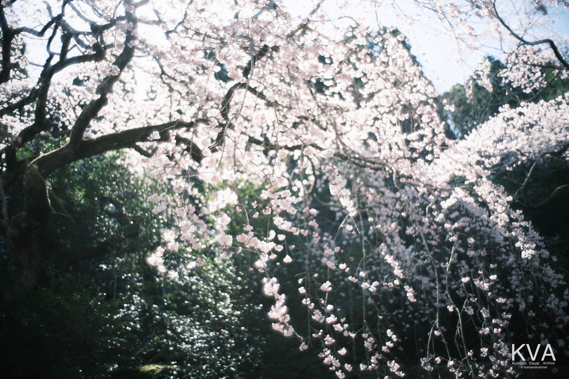 逆光を透過する桜の花びらと枝の構造