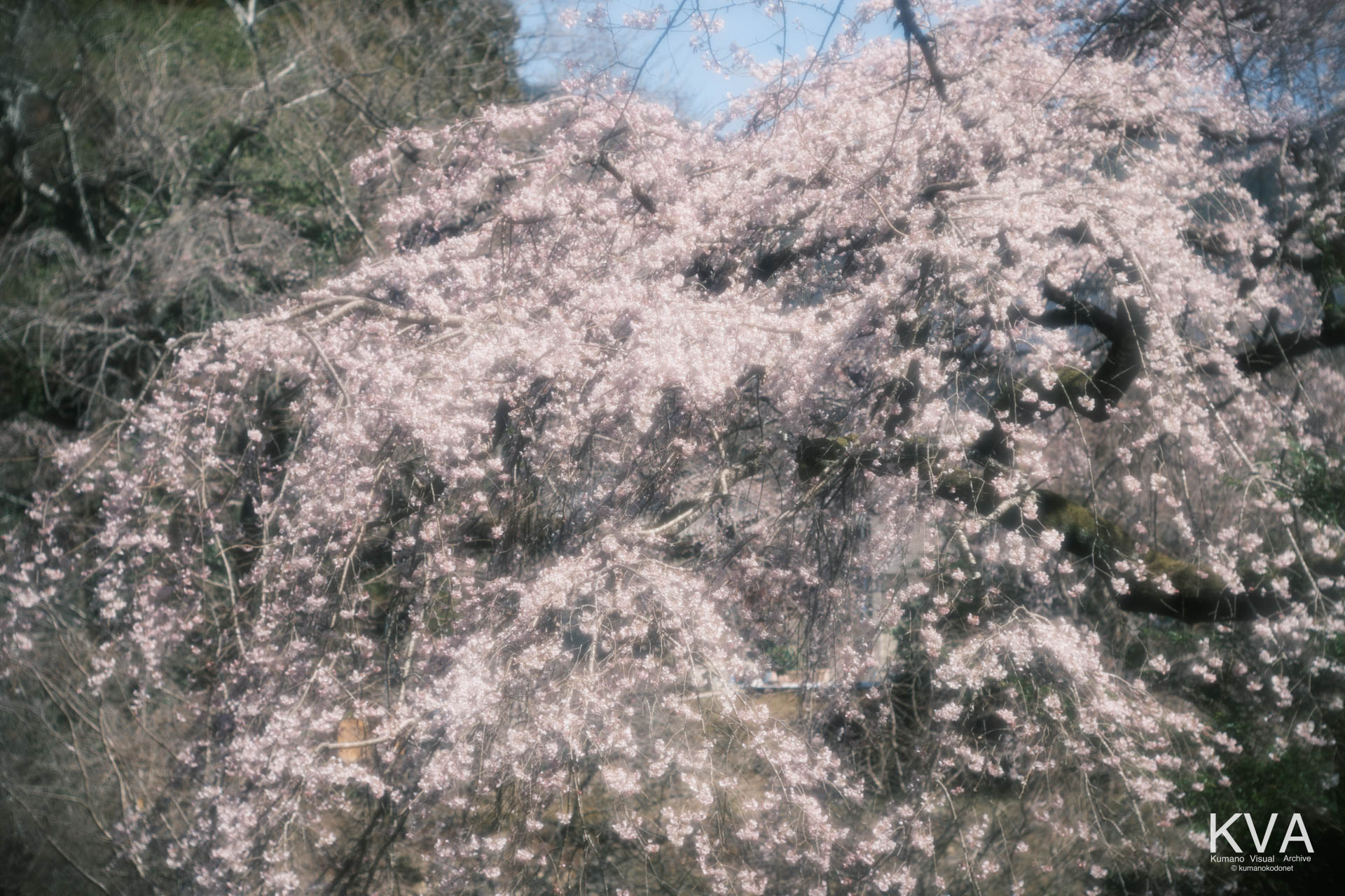 相筋の桜 | 画面全体を埋め尽くす満開の桜の塊と、その向こうに透ける青空 | 和歌山県新宮市 | 2026 | KVA | kumanokodonet