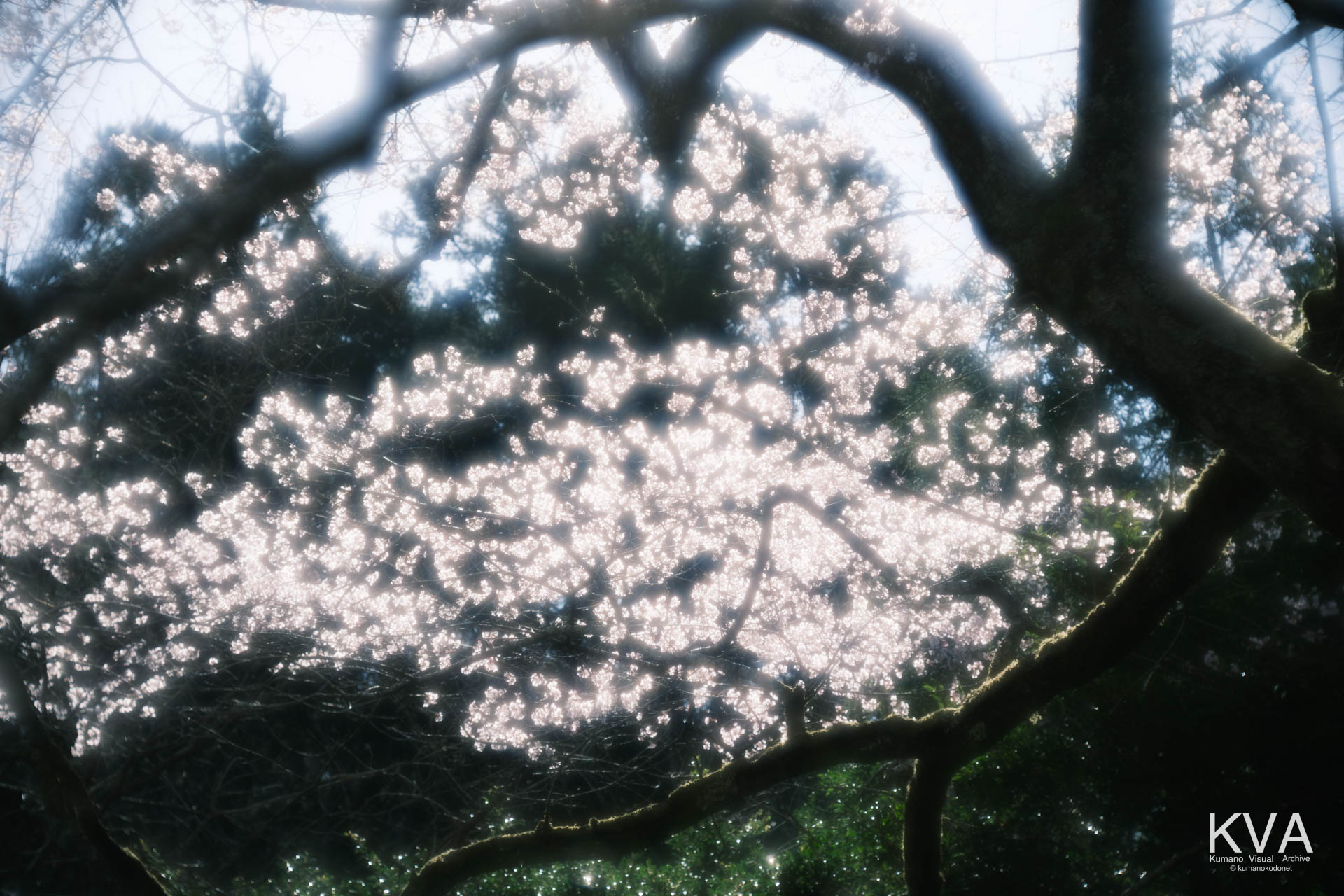 相筋の桜 | 太陽の強い光が透過し、花びらが白く発光するように輝く満開の樹冠のクローズアップ | 和歌山県新宮市 | 2026 | KVA | kumanokodonet