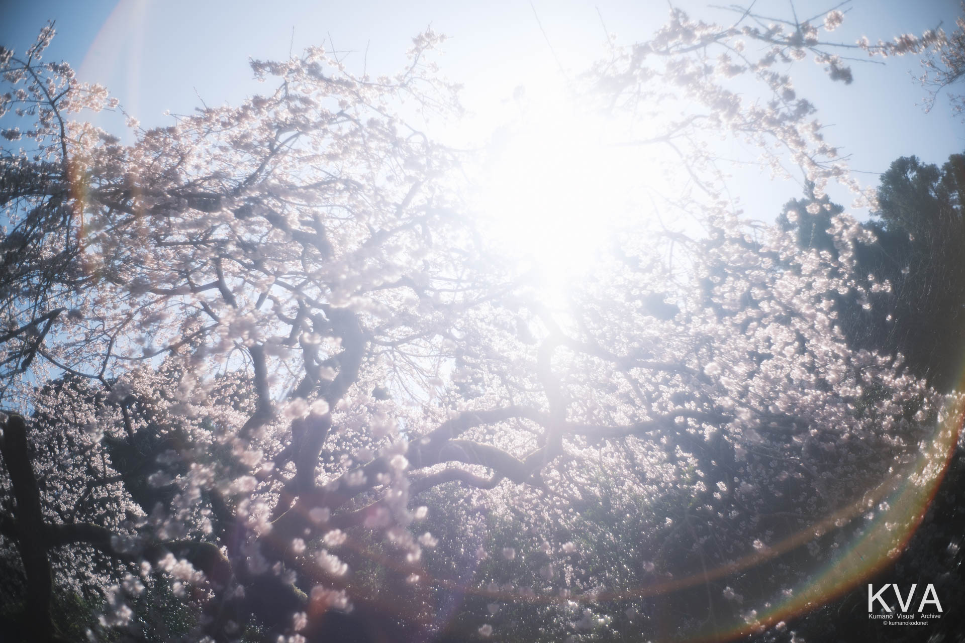 太陽光が差し込む満開時の樹冠と青空