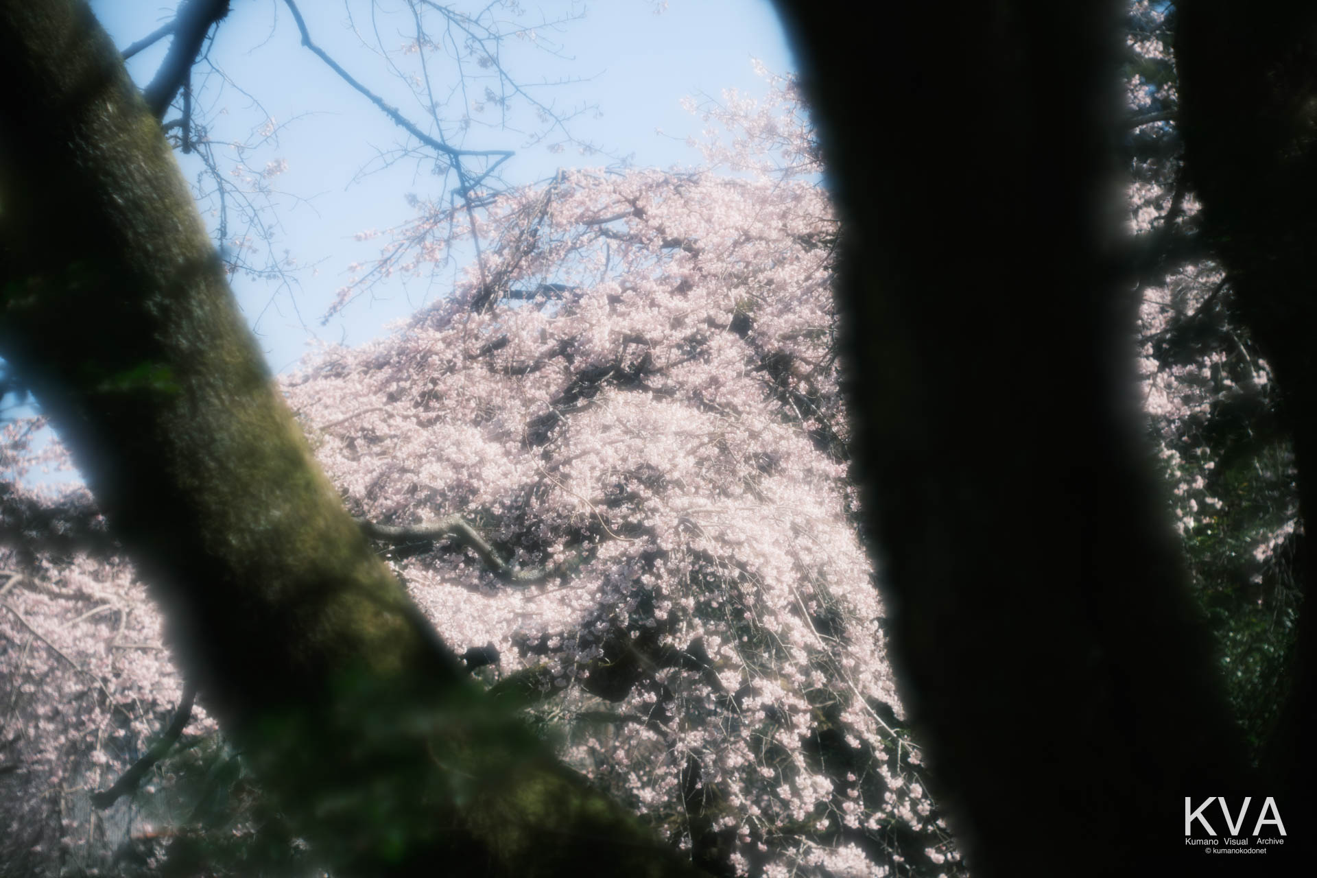 樹木の隙間から望む高密度の桜の樹冠