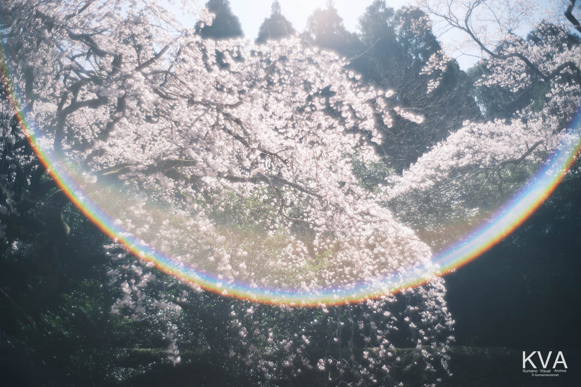 桜の樹冠越しに発生する太陽光のレンズフレア