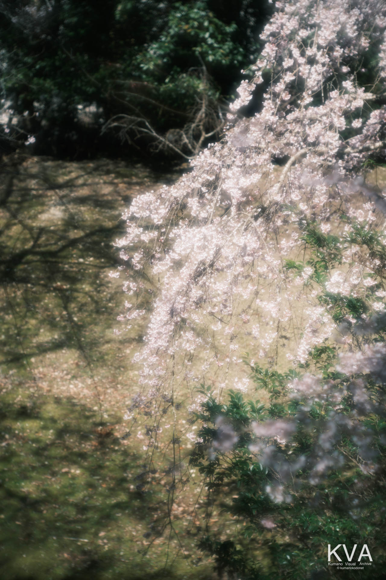 相筋の桜 | 春の陽光を浴びて滝のように枝垂れる桜の枝群 | 和歌山県新宮市 | 2026 | KVA | kumanokodonet