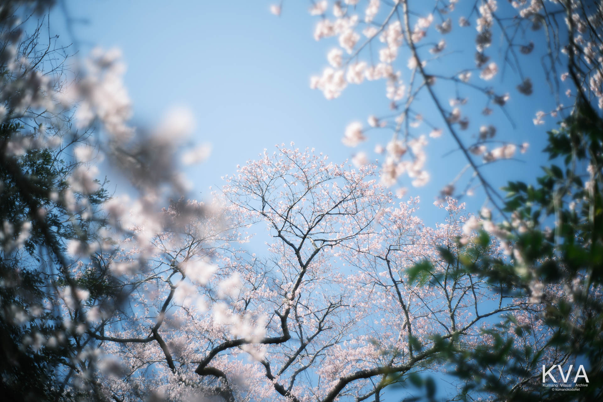 相筋の桜 | 前景の柔らかな桜のボケに囲まれ、奥に浮かび上がる満開の樹冠 | 和歌山県新宮市 | 2026 | KVA | kumanokodonet