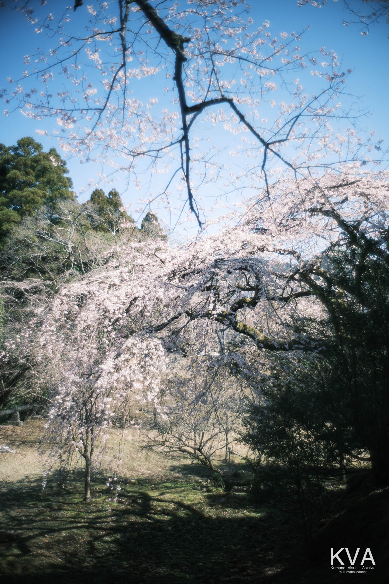 相筋の桜 | 森を背景に浮かび上がる早咲き桜の遠景 | 和歌山県新宮市 | 2026 | KVA | kumanokodonet