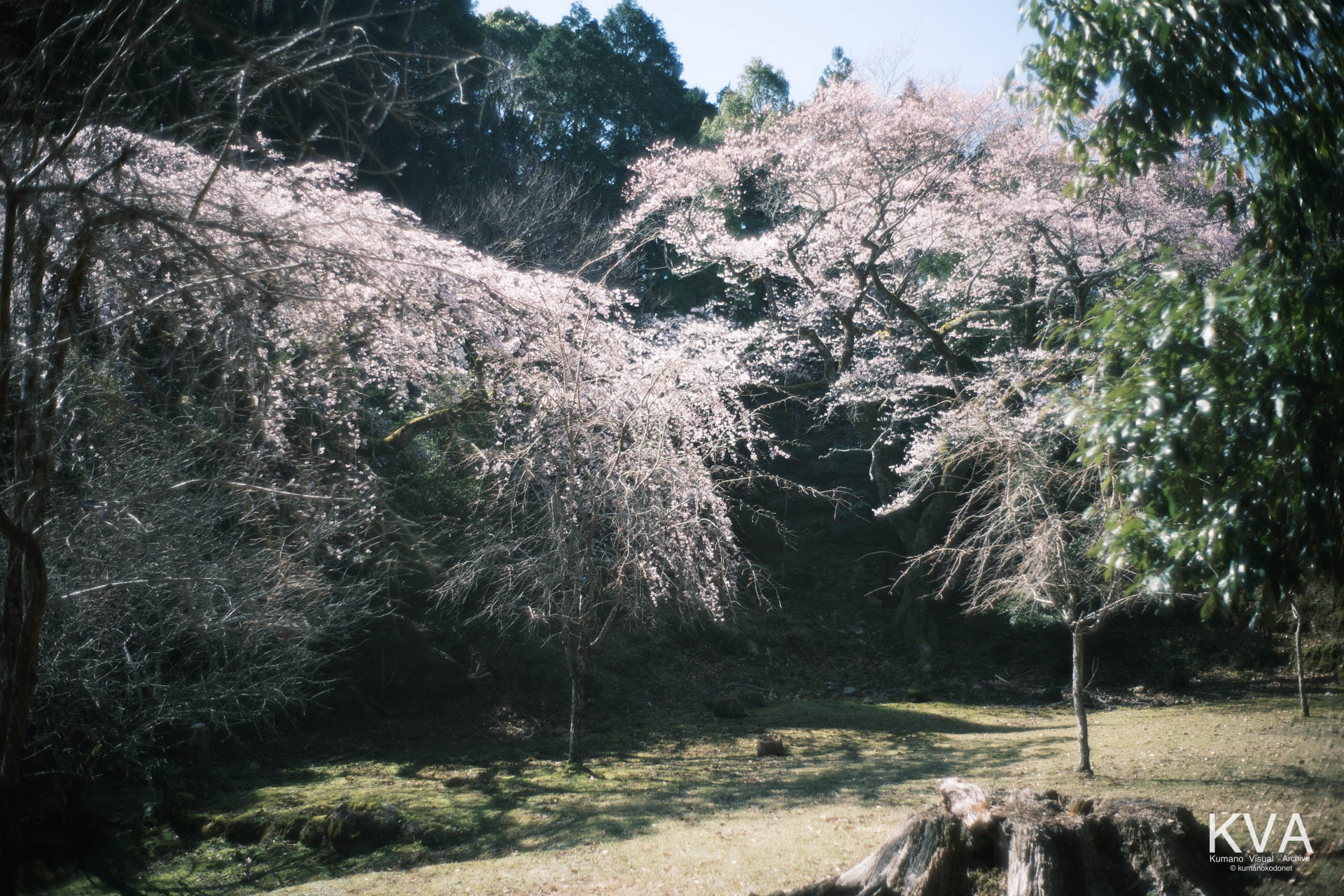 相筋の桜 | 青空に映える二本の早咲き桜の満開風景 | 和歌山県新宮市 | 2026 | KVA | kumanokodonet