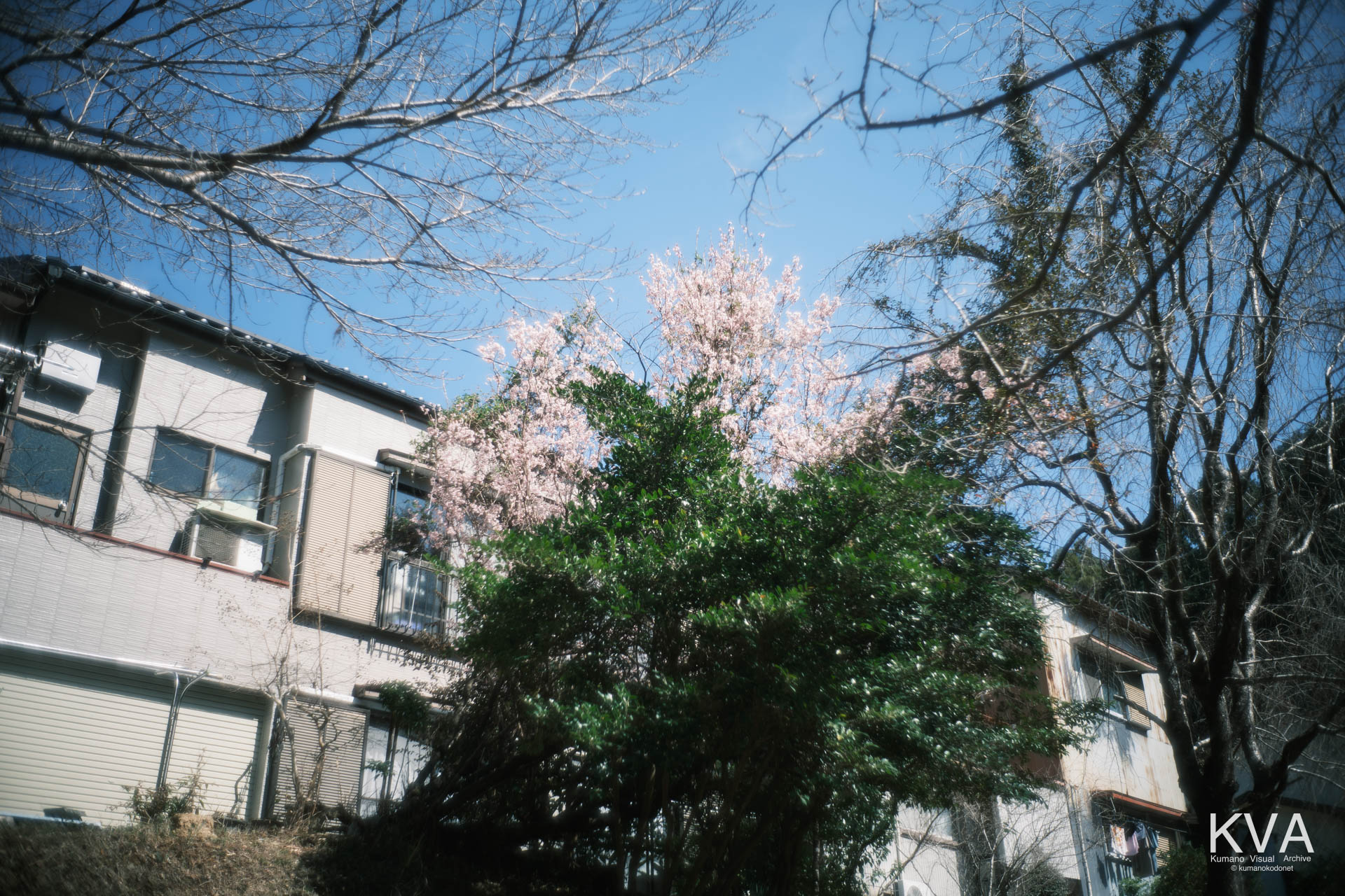 相筋の桜 | 手前に緑、奥に桜、その奥に住居が重なり、生活に寄り添う桜の姿が感じられる風景 | 和歌山県新宮市 | 2026 | KVA | kumanokodonet