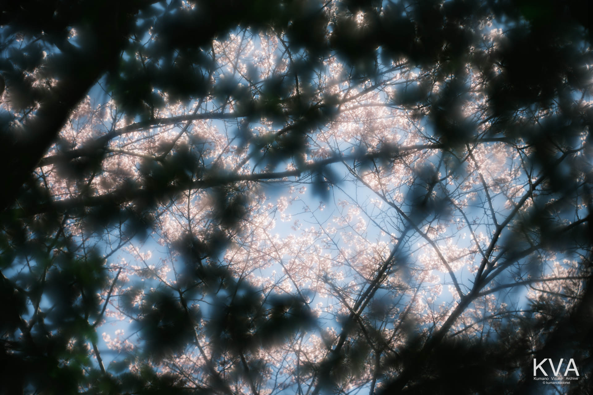 相筋の桜 | 暗い森の木立を額縁に見立てた満開の桜枝の仰ぎ | 和歌山県新宮市 | 2026 | KVA | kumanokodonet