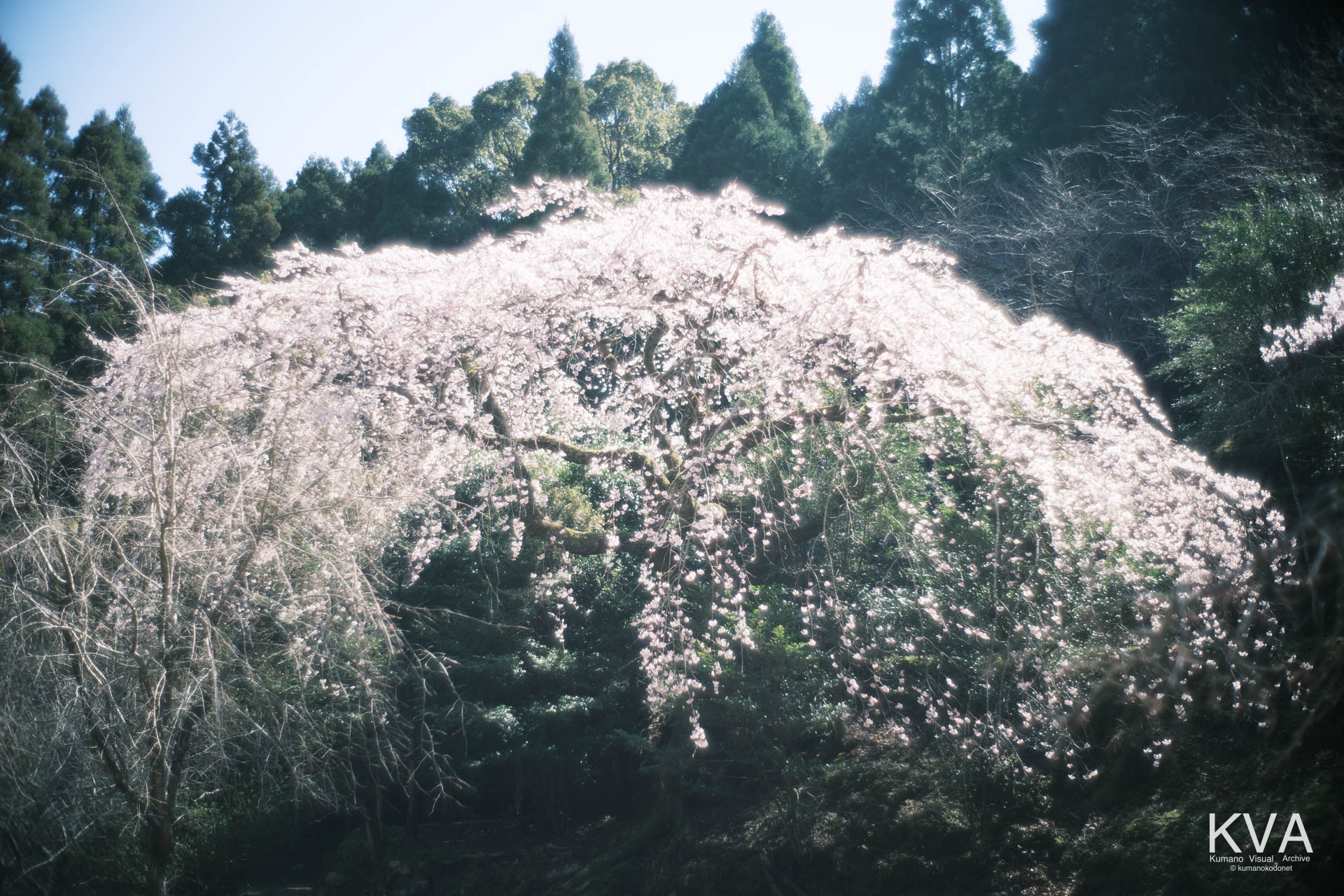 相筋の桜 | 淡い光を纏ったような神秘的な満開の桜の全体像 | 和歌山県新宮市 | 2026 | KVA | kumanokodonet