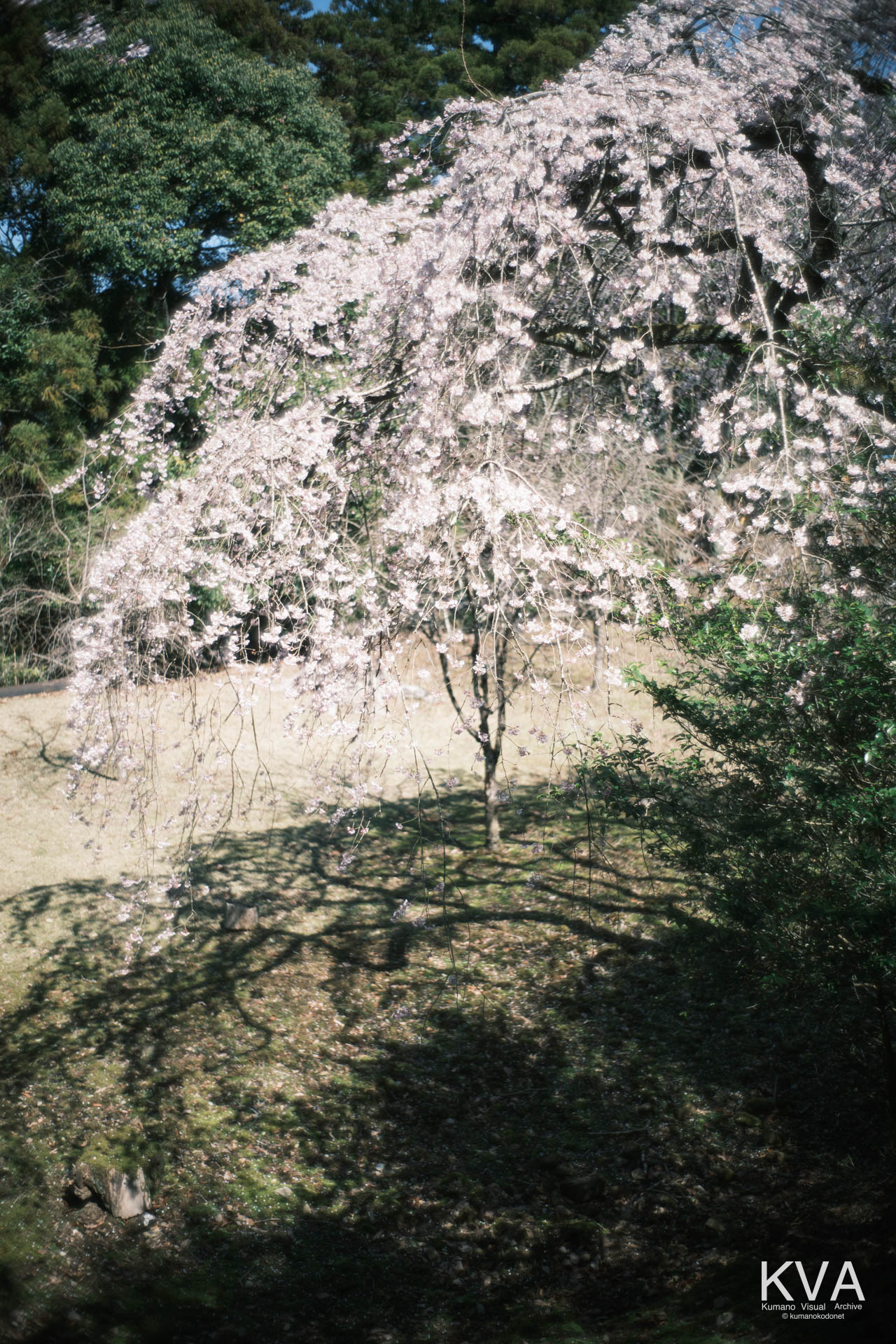 地面に投影された桜枝の影