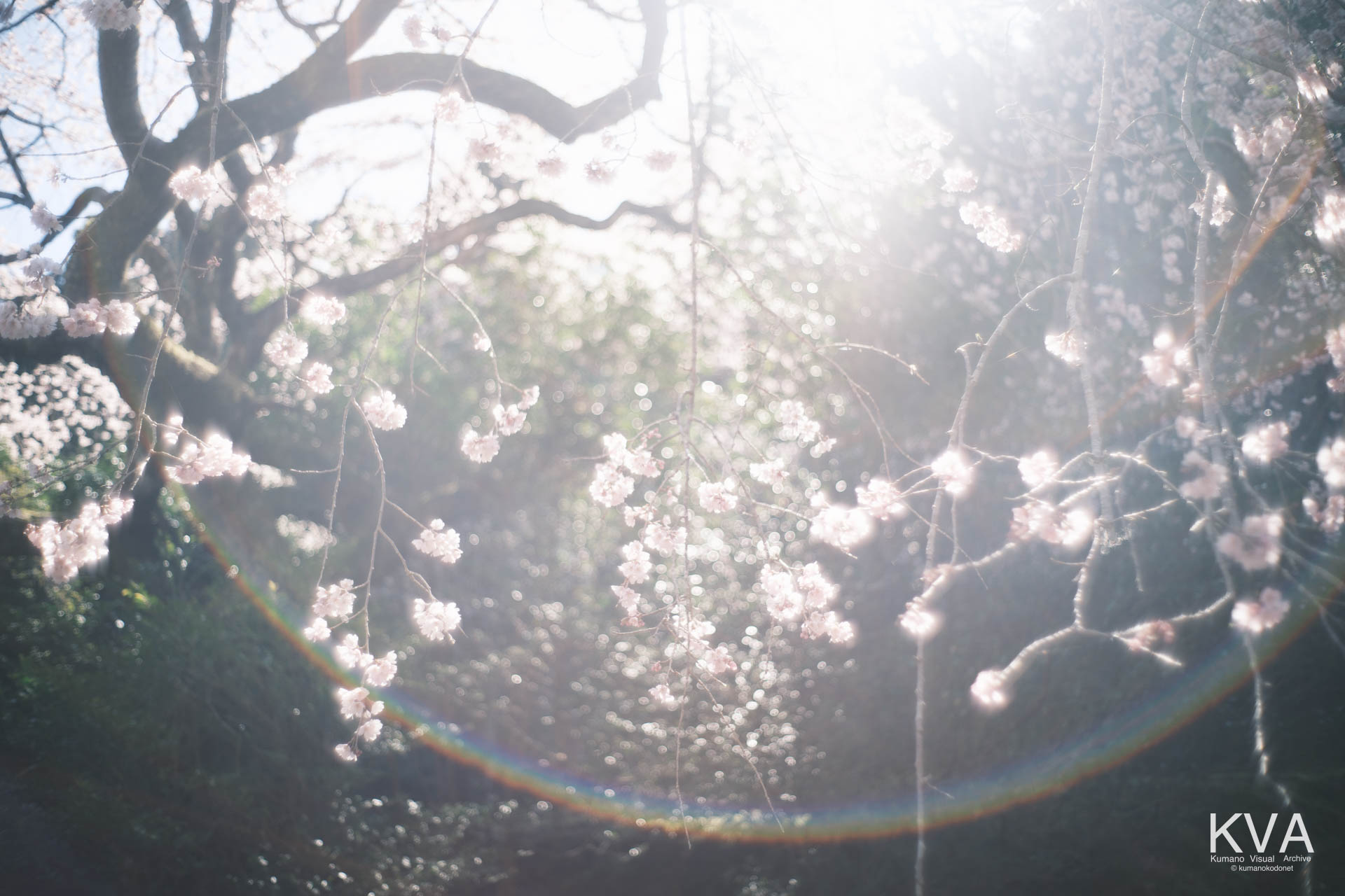 相筋の桜 | 虹色のレンズフレアが重なる春の柔らかな光影 | 和歌山県新宮市 | 2026 | KVA | kumanokodonet