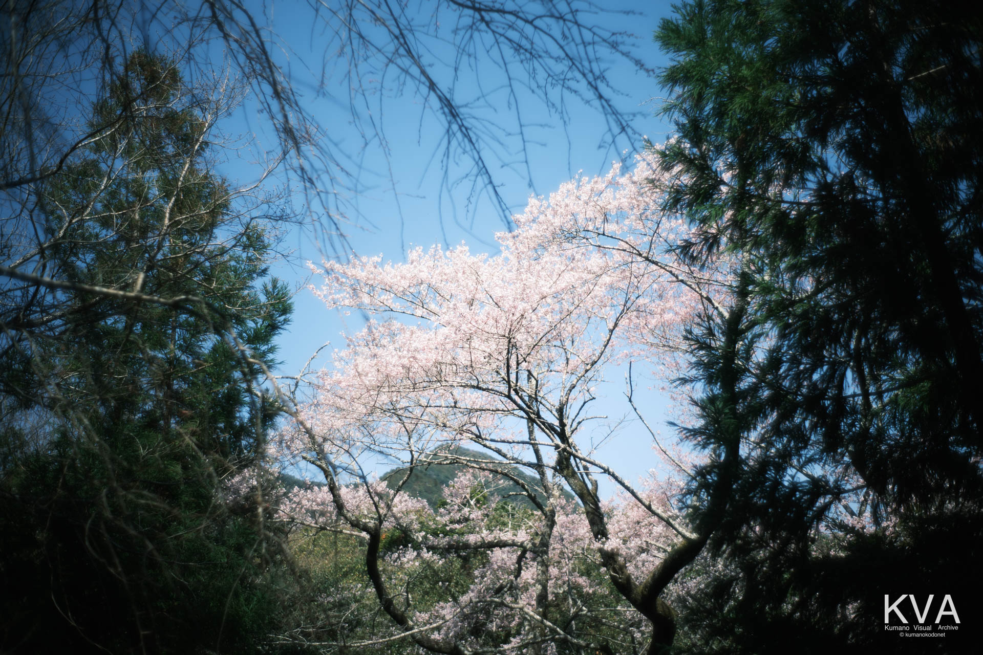 相筋の桜 | 桜の枝越しに望む背後の山並み | 和歌山県新宮市 | 2026 | KVA | kumanokodonet