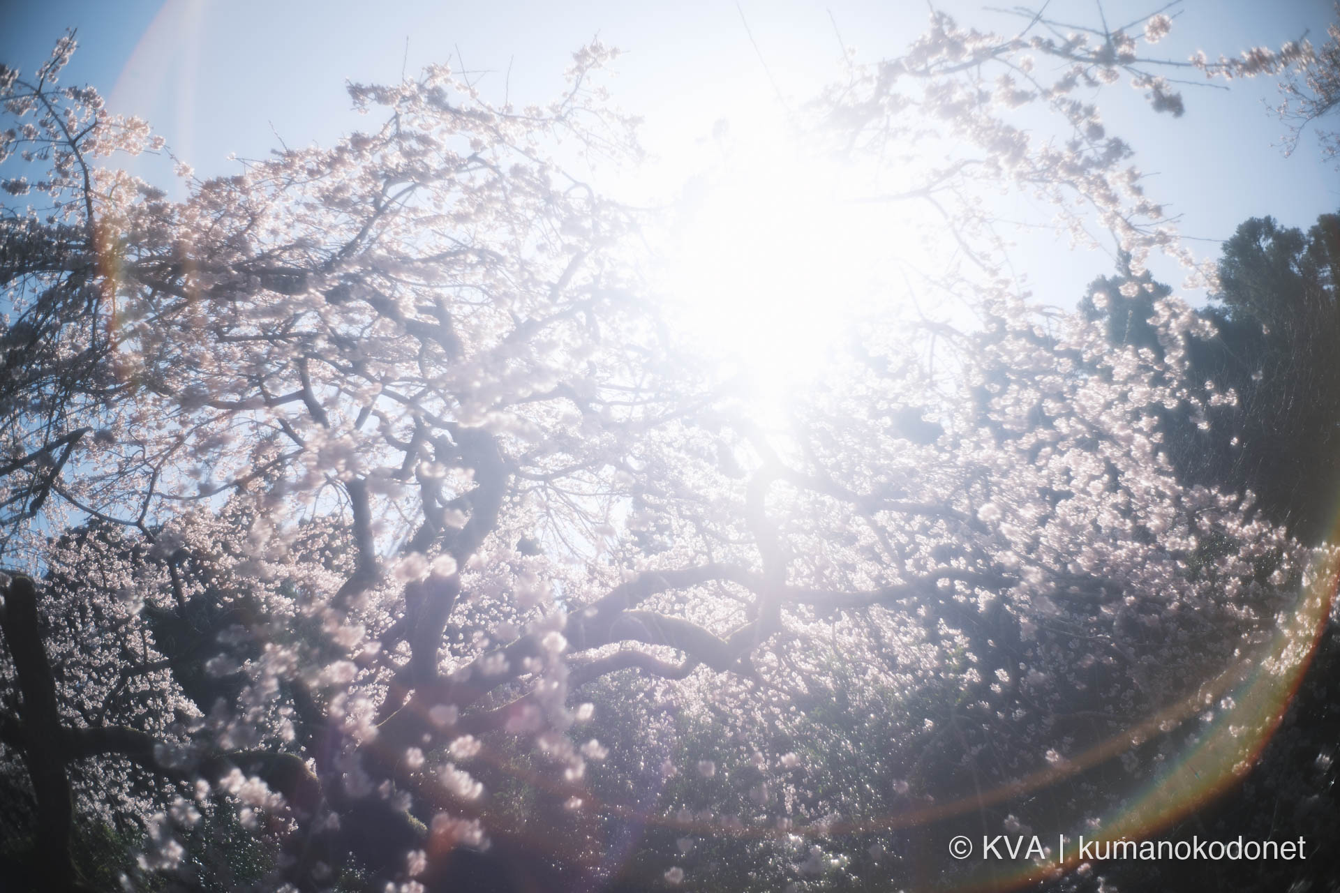 相筋の桜 | 太陽の光が差し込む満開の樹冠と青空 | 和歌山県新宮市 | 2026 | KVA | kumanokodonet