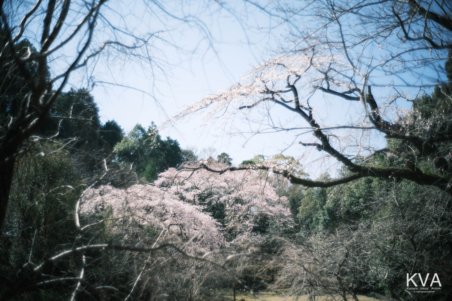 相筋の桜 | 奥の深い緑を背に立つ二本の満開の桜と、手前の開けた草地に立つ一本の桜が織りなす空間的な広がり | 和歌山県新宮市 | 2026 | KVA | kumanokodonet