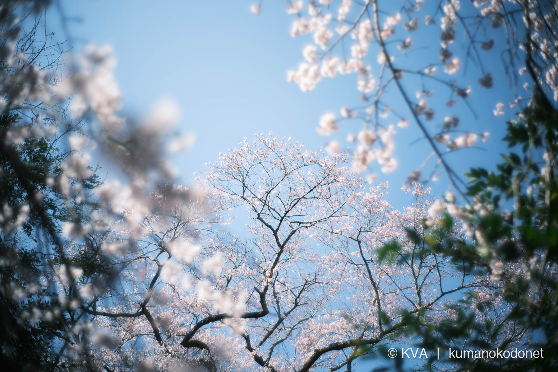 相筋の桜 | 前景の柔らかな桜のボケに囲まれ、奥に浮かび上がる満開の樹冠 | 和歌山県新宮市 | 2026 | KVA | kumanokodonet