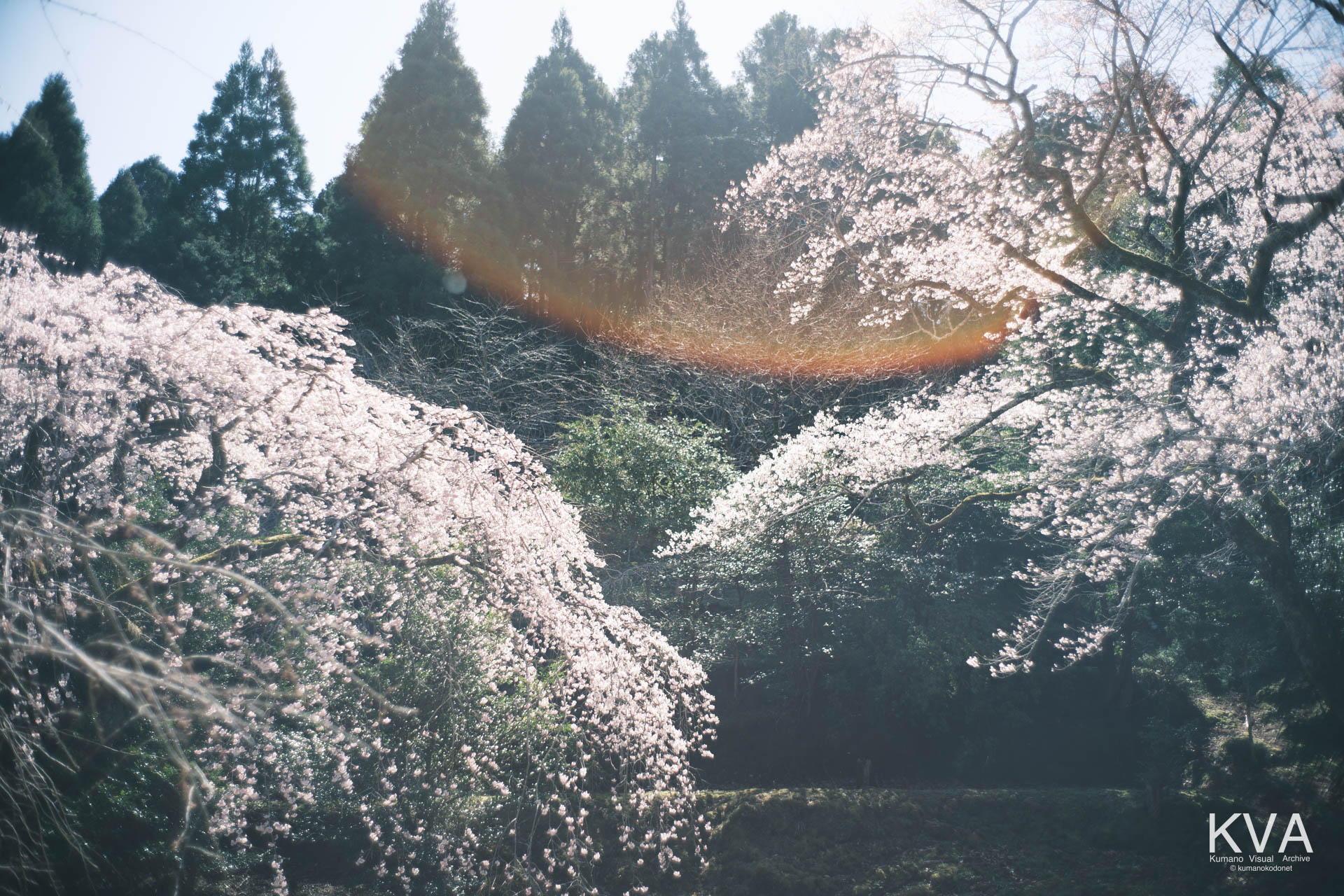 相筋の桜 | 画面を構成する、左右に並んで立つ二本の満開の桜の木 | 和歌山県新宮市 | 2026 | KVA | kumanokodonet