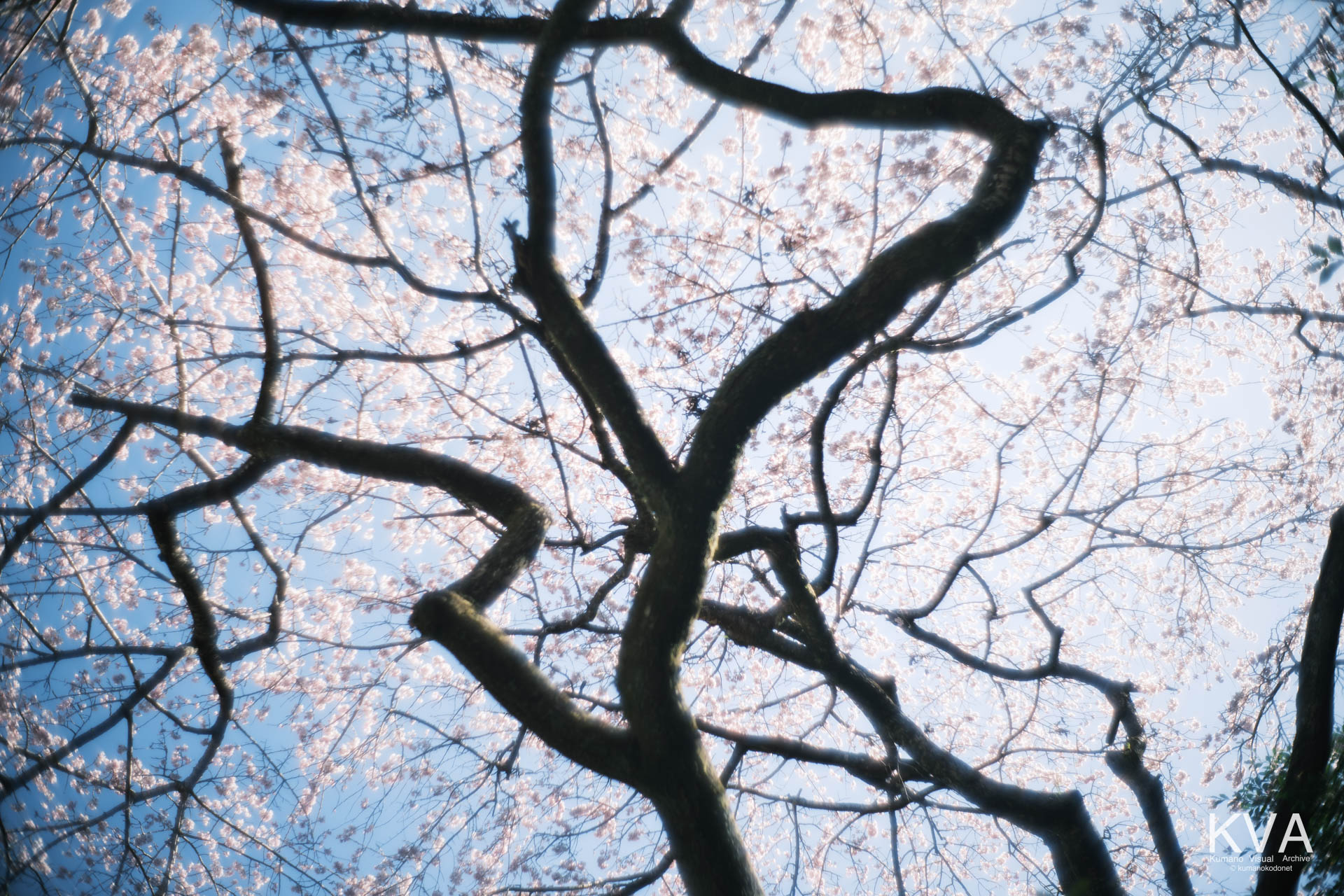 相筋の桜 | 画面を覆い尽くす桜の樹冠と力強い枝のシルエット | 和歌山県新宮市 | 2026 | KVA | kumanokodonet