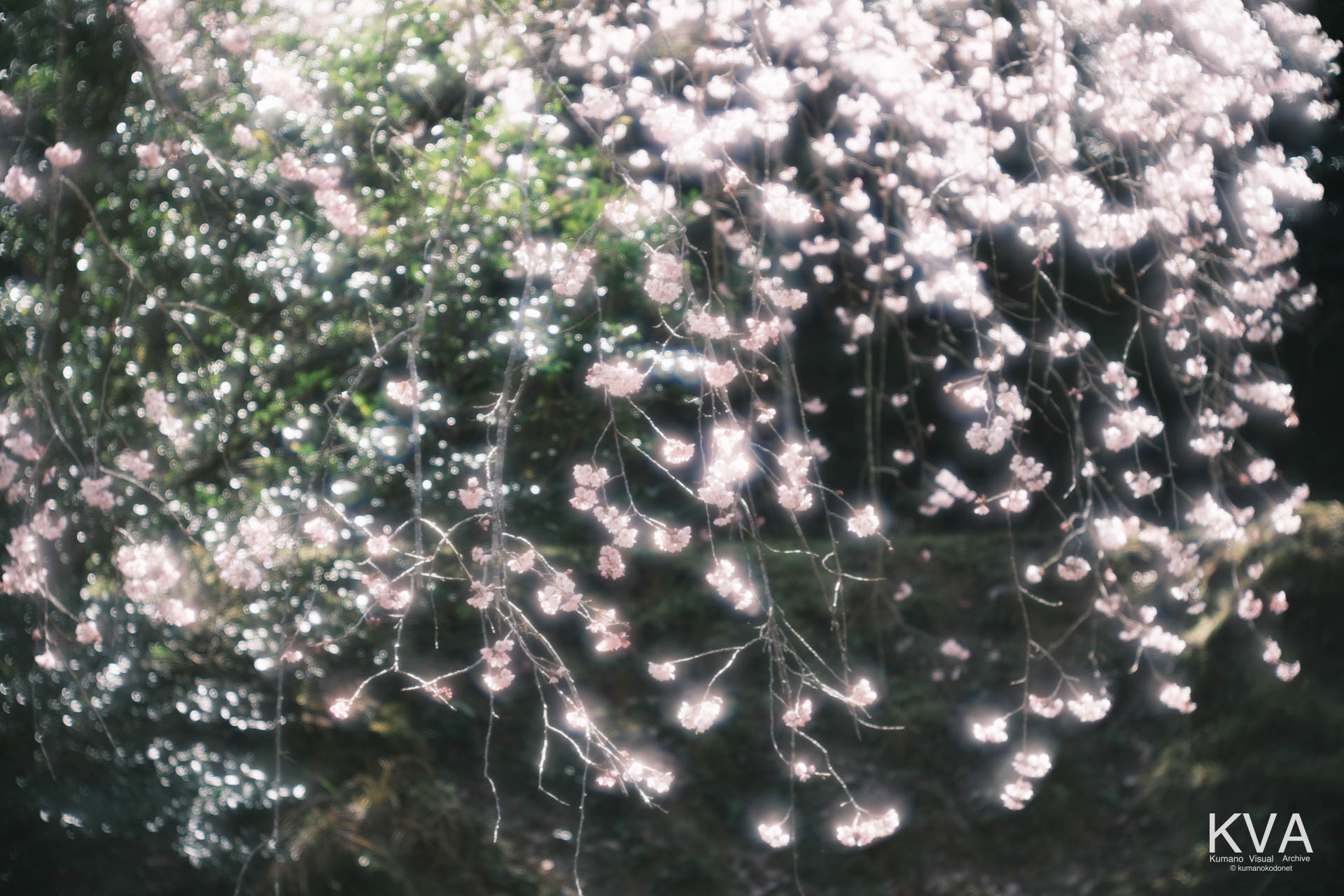 相筋の桜 | 太陽の強い光を浴びて、画面上部から枝垂れる満開の桜枝の造形美 | 和歌山県新宮市 | 2026 | KVA | kumanokodonet