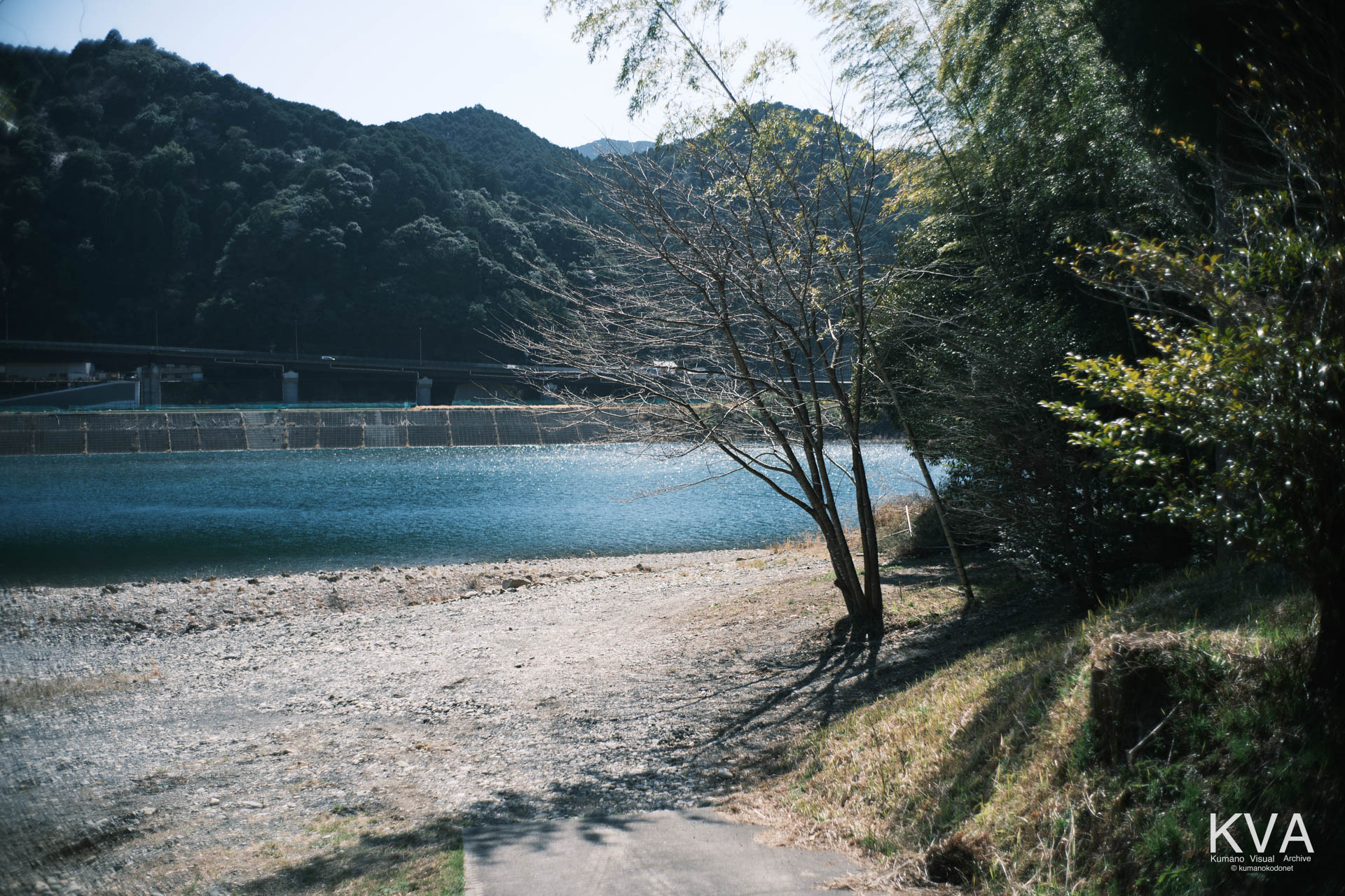 北桧杖集落の下に広がる竹林と、熊野川の広大な砂利の河原。冬の面影を残す落葉樹の枝が、陽光に透ける。三重県紀宝町北桧杖にて。 ｜ Bamboo Forest Boundary ｜ GFX Classic Neg. ｜ 2026