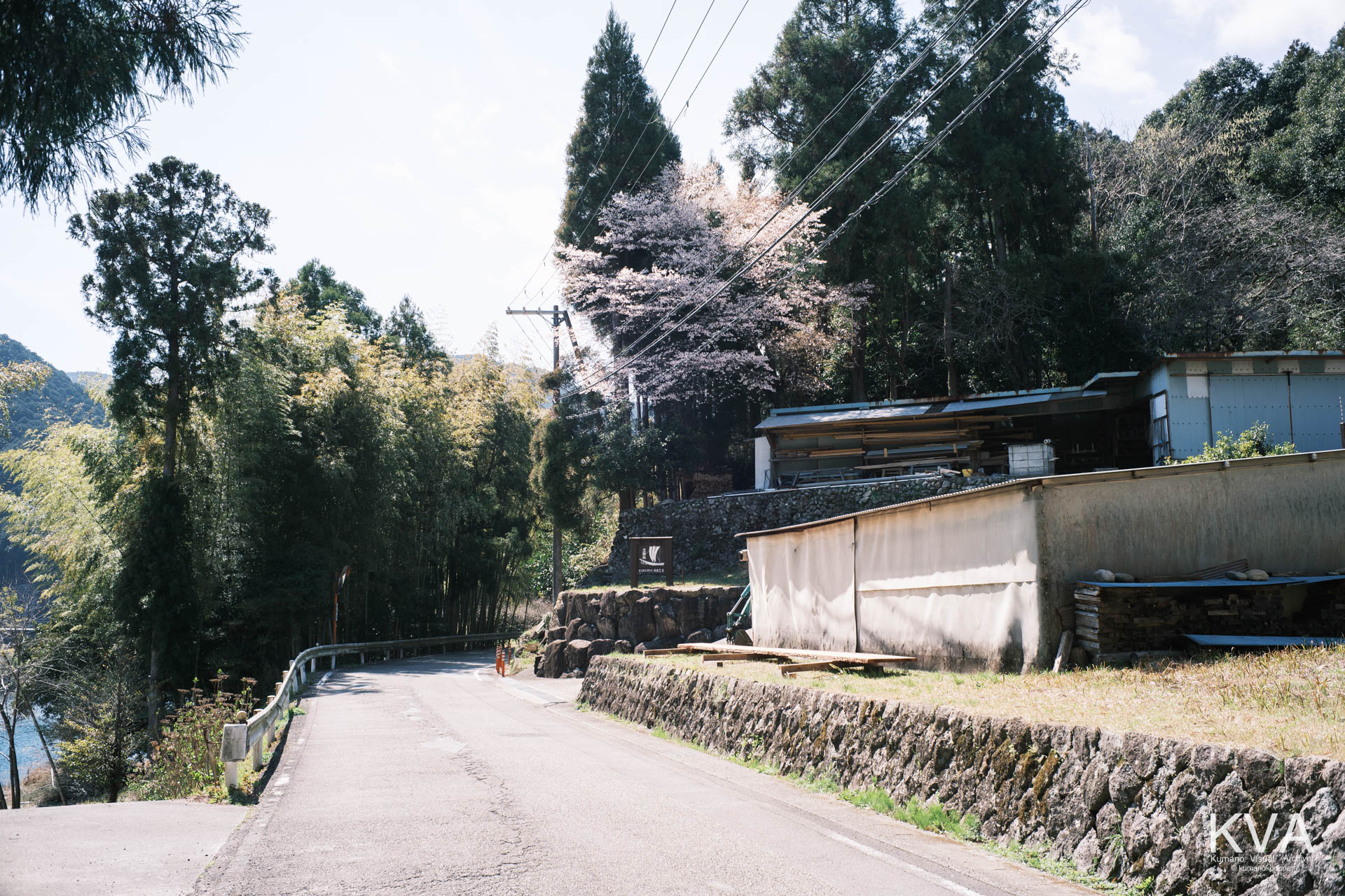 三重県紀宝町北桧杖、熊野川沿いの「熊野体感塾」付近に咲く2本のクマノザクラ。県道から川舟工房へと続く道沿いの風景。三重県紀宝町北桧杖にて。 ｜ Kitahizue Kumanozakura Landscape ｜ GFX Classic Neg. ｜ 2026