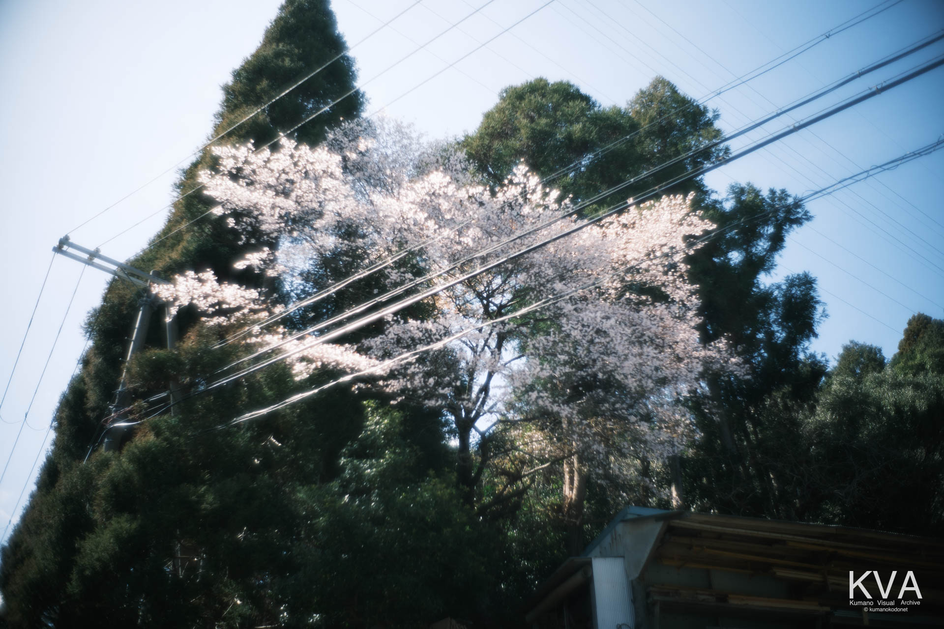 三重県内で最も早く見頃を迎える北桧杖のクマノザクラ。透過する春の光に透ける白い花弁の繊細な質感。三重県紀宝町北桧杖にて。 ｜ Kumanozakura Detail ｜ GFX Classic Neg. ｜ 2026