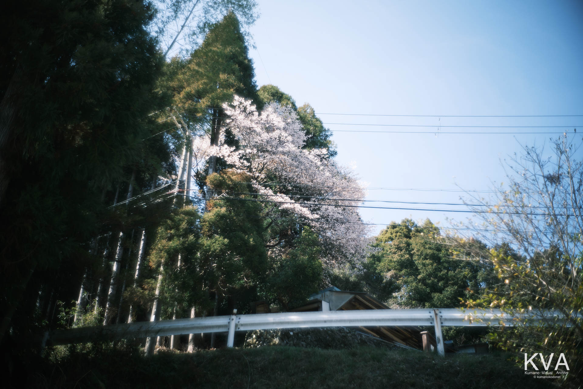 熊野川の広大な河原から見上げる、北桧杖のクマノザクラ。ガードレール越しに咲き誇るその姿は、川の参詣道を行き交う人々を100年以上見守ってきた野生の証。三重県紀宝町北桧杖にて。 ｜ Kumanozakura from Riverbank ｜ GFX Classic Neg. ｜ 2026