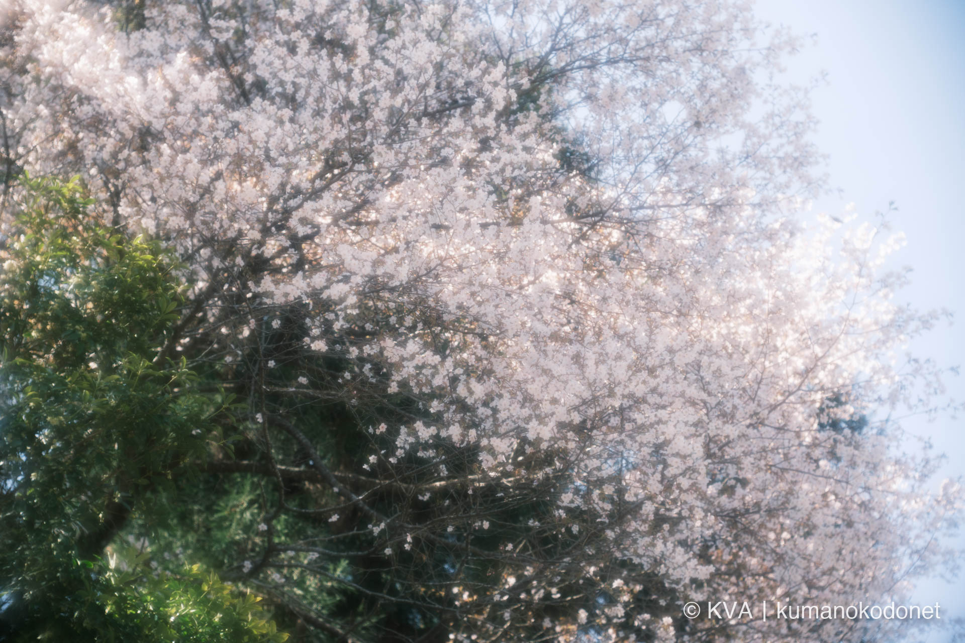 透過光に縁取られたクマノザクラの満開の花々。ソメイヨシノよりも白く、ヤマザクラよりも気高い、紀伊半島固有種特有の繊細な表情を接写で記録。三重県紀宝町北桧杖にて。 ｜ Kumanozakura Close-up ｜ GFX Classic Neg. ｜ 2026