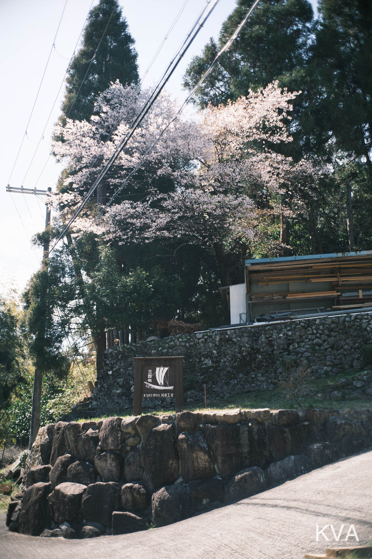 杉林を背に、熊野川沿いの斜面に毅然と立つクマノザクラの古木。2018年に新種認定された野生の美を縦構図で記録。三重県紀宝町北桧杖にて。 ｜ Kitahizue Kumanozakura Vertical ｜ GFX Classic Neg. ｜ 2026