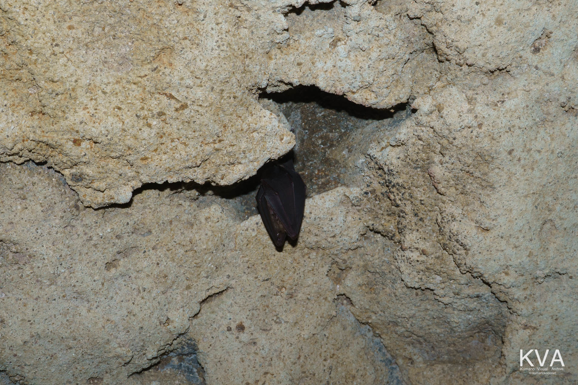 岩の隙間で冬眠する蝙蝠（コウモリ）